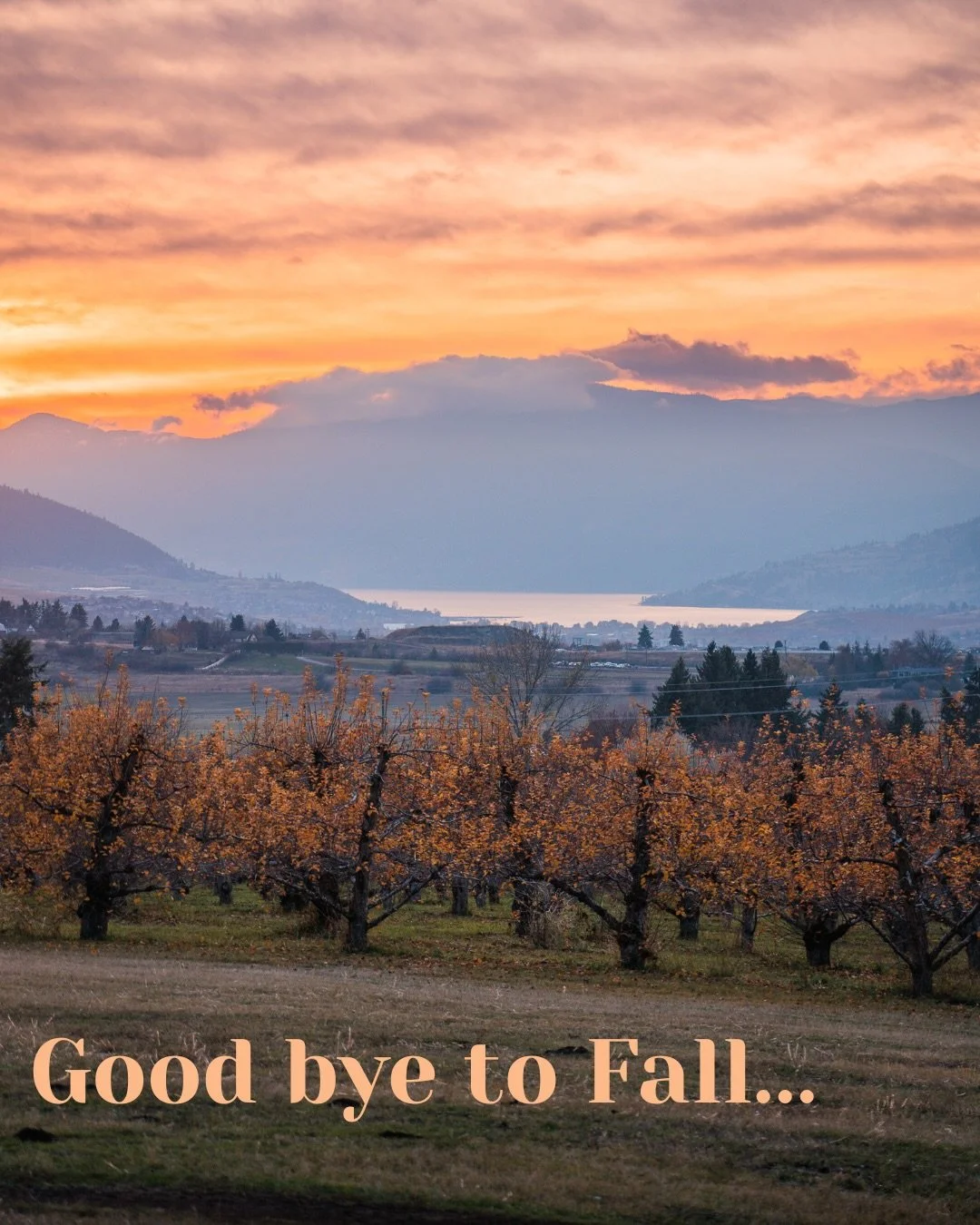 Now that the apples are picked, our trees have been preparing  for winter rest and regeneration. The orchard may look quiet, but lots is happening: Sap moves back into the roots, storing energy for next spring. Fallen leaves break down and feed the s