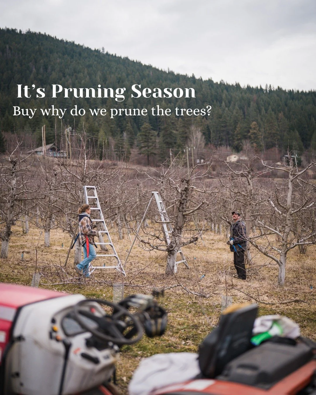 Winter action in the orchard! 

Dave and Danielle are busy pruning the apple trees to get ready for a new season.
It&rsquo;s one of the key steps in crafting quality cider and keeping healthy trees. 

local craft cider - cidery in the Okanagan Valley