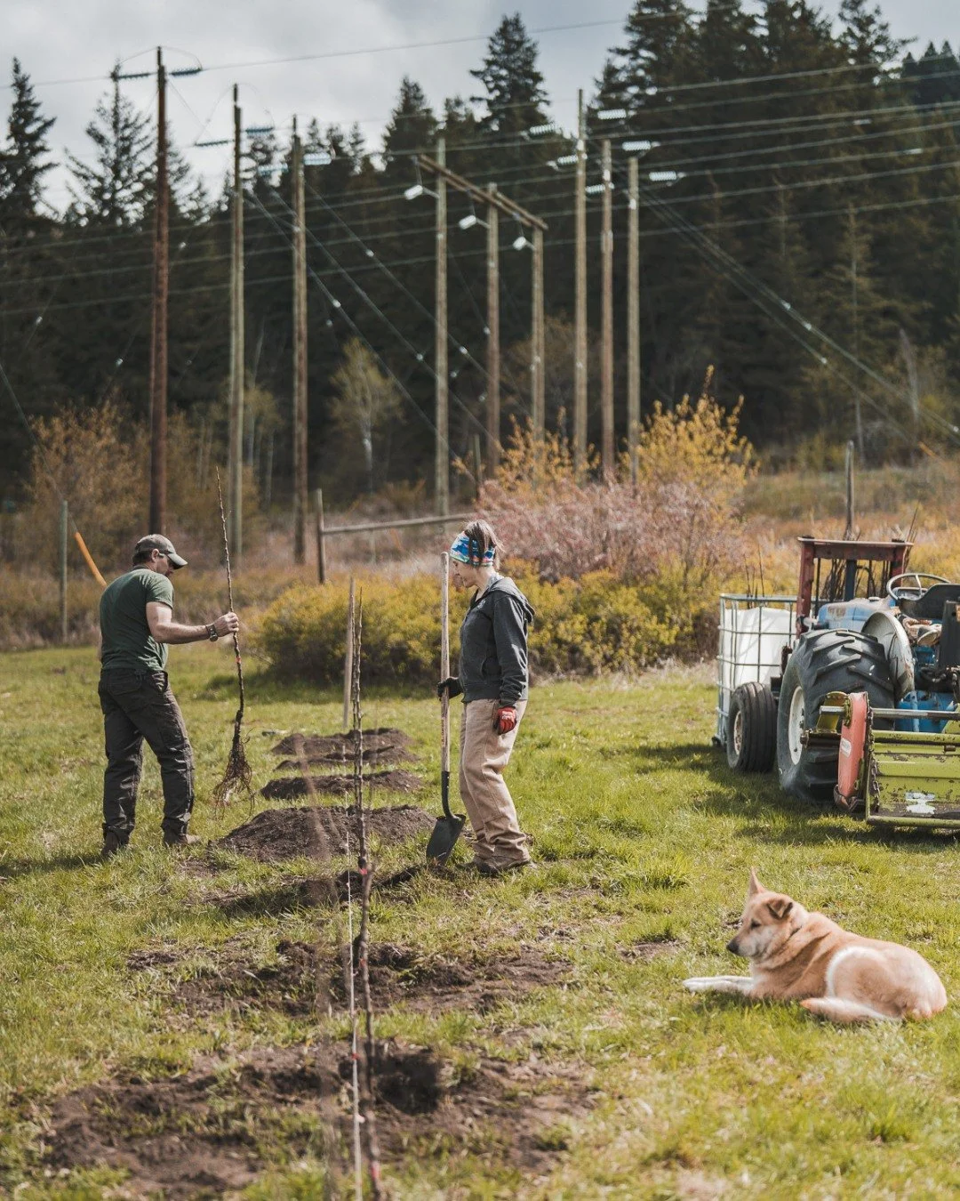 Some of us are working hard in the orchard... The last few days, Dave &amp; Missy have been out planting new apple trees: a classic cider variety: Kingston Black! 

This variety is true cider apple, known for its tannins and natural acid balance. Not
