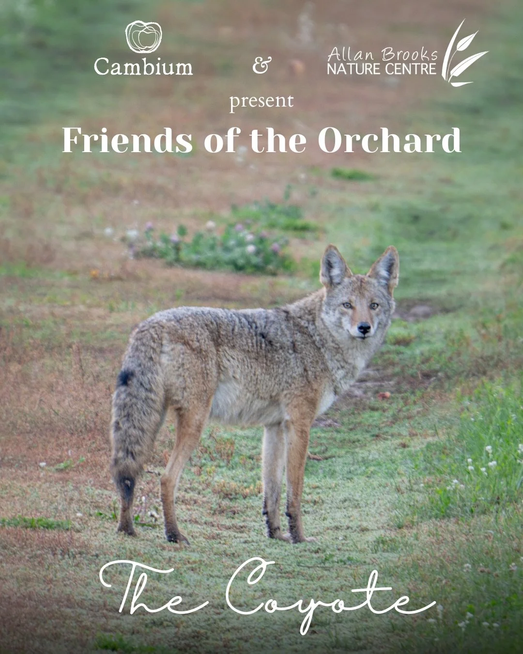 At @cambiumcider, every animal plays a role in our orchard! And we&rsquo;re starting with the coyote.

This special SWAG collection, created in collaboration with @abnc.vernon , celebrates the wild neighbours that help shape our orchard ecosystem. It