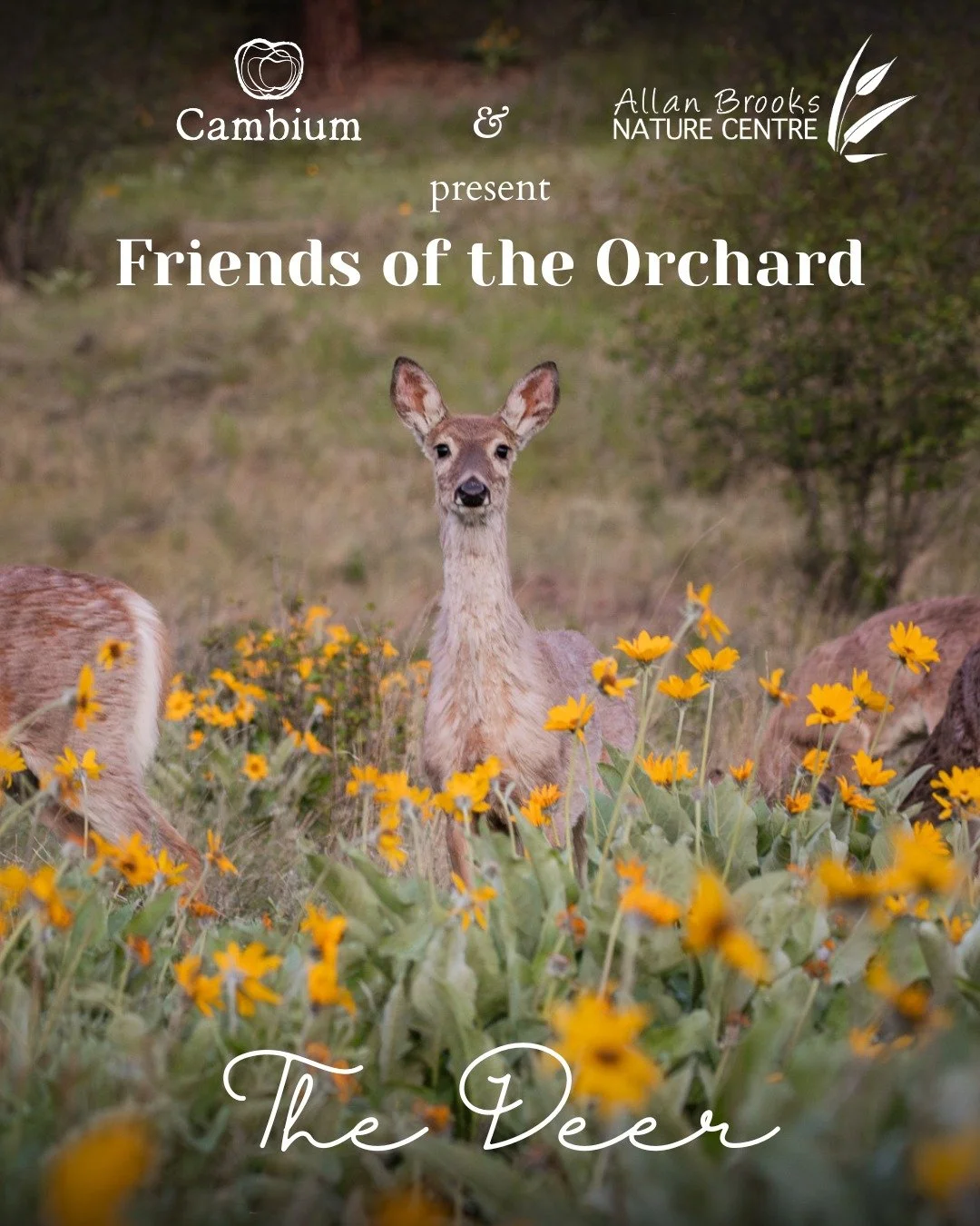 At @cambiumcider, every animal plays a role in our orchard, and this time, we&rsquo;re shining a light on the deer! 

Part of our special 2026 SWAG collection, in collaboration with @abnc.vernon Brooks Nature Centre (ABNC), this design celebrates one