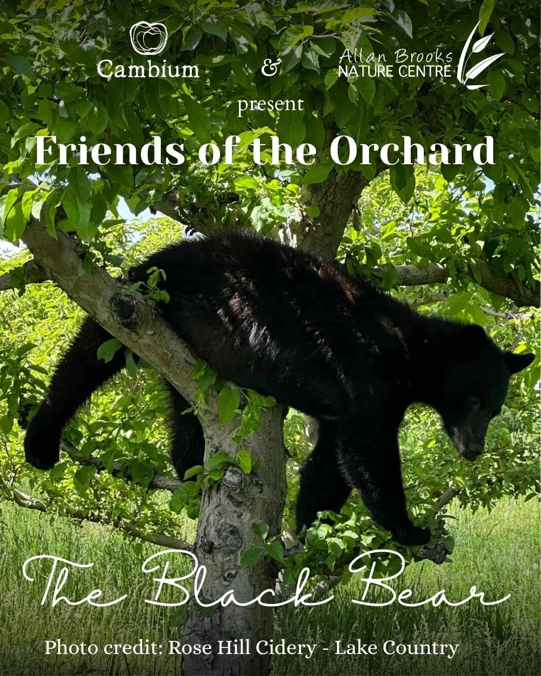 Meet the last animal of this 2026 SWAG - Friends of the Orchard - The Black Bear. This design celebrates one of the most iconic residents of the Okanagan. 

Black bears may be solitary animals, but they share extensive travel routes and feeding groun