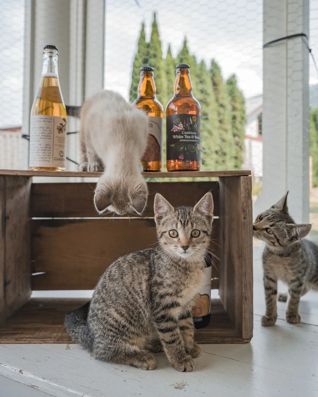 Just so you know&hellip; Our ciders have officially passed the kitten quality check! Our newest Cambium family are also the cutest models don&rsquo;t you think?? 

* no cider was consumed by kittens in the making of this post 😊

Shop our ciders toda