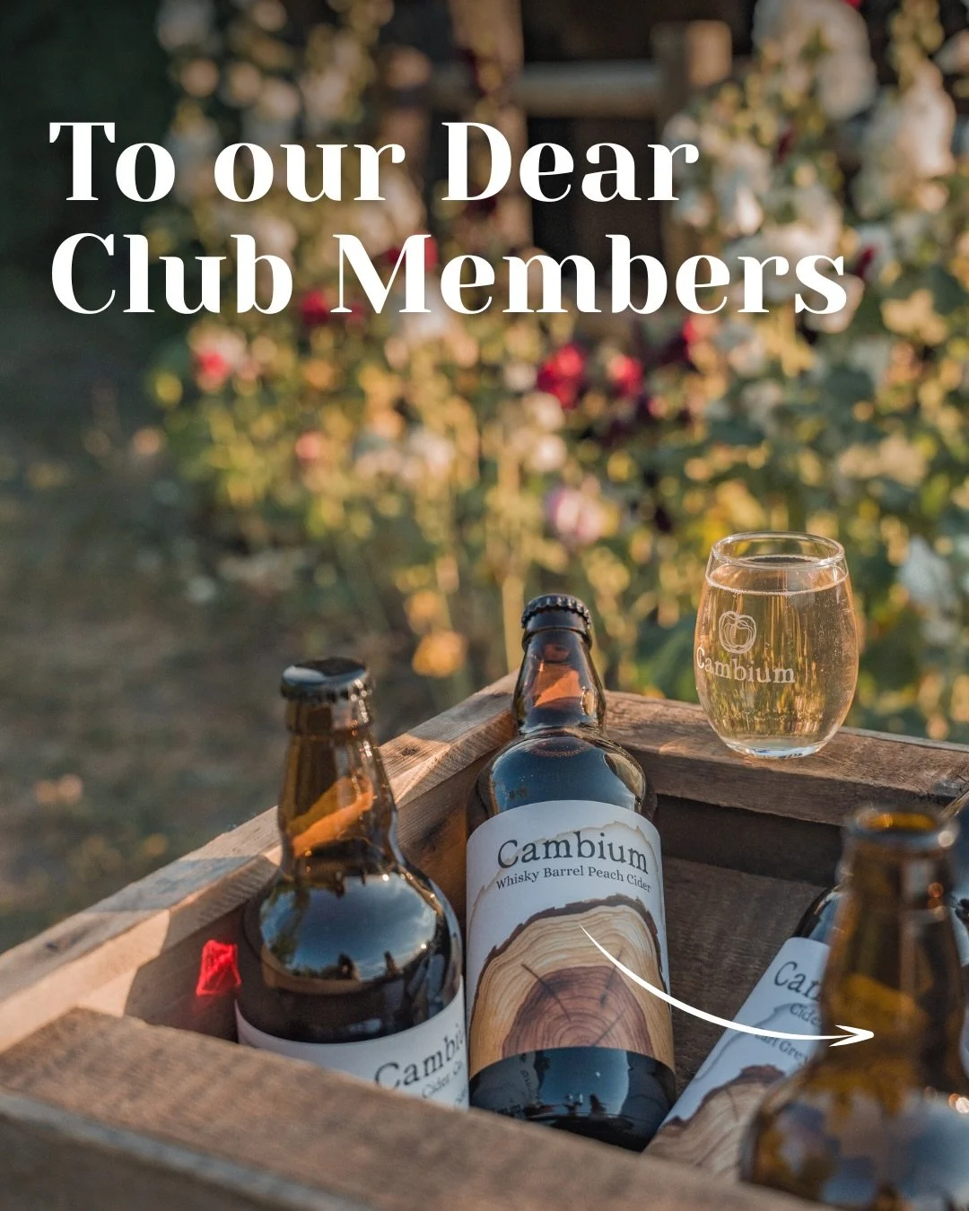 Don&rsquo;t wait to join the Cambium Cider Club! 🍏
As a Club member, you&rsquo;ll enjoy exclusive perks all year long:
-  Reserved access to our small-batch ciders (before they sell out)
- Early access to concert &amp; culinary event tickets
- 12% o