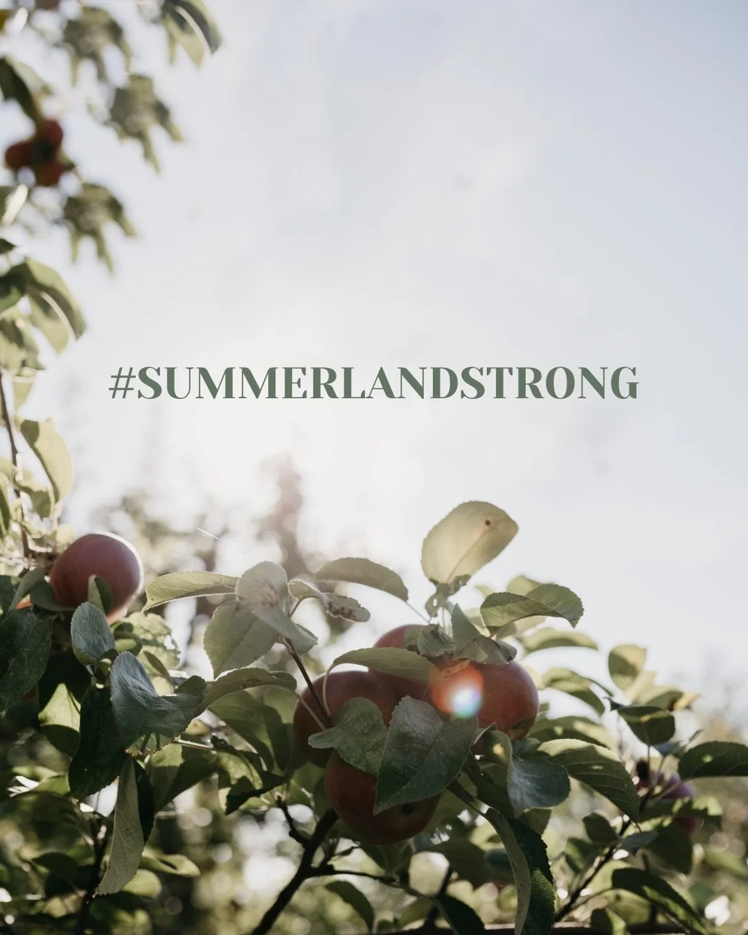 Summerland needs our support! 

The Bald Range wildfire has had an immense impact on Summerland and the surrounding area, with thousands of people evacuated and local businesses facing an incredibly uncertain season.
It is home to a remarkable commun