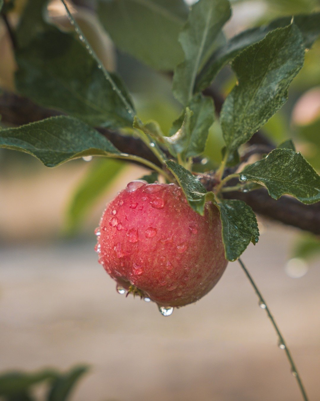 Water has been at unprecedented lows in the region this year.  With restrictions in place since early in the season, we are allowed to use only 30% of our usual water allocation to irrigate the orchard. Dave has been diligently reducing our water use
