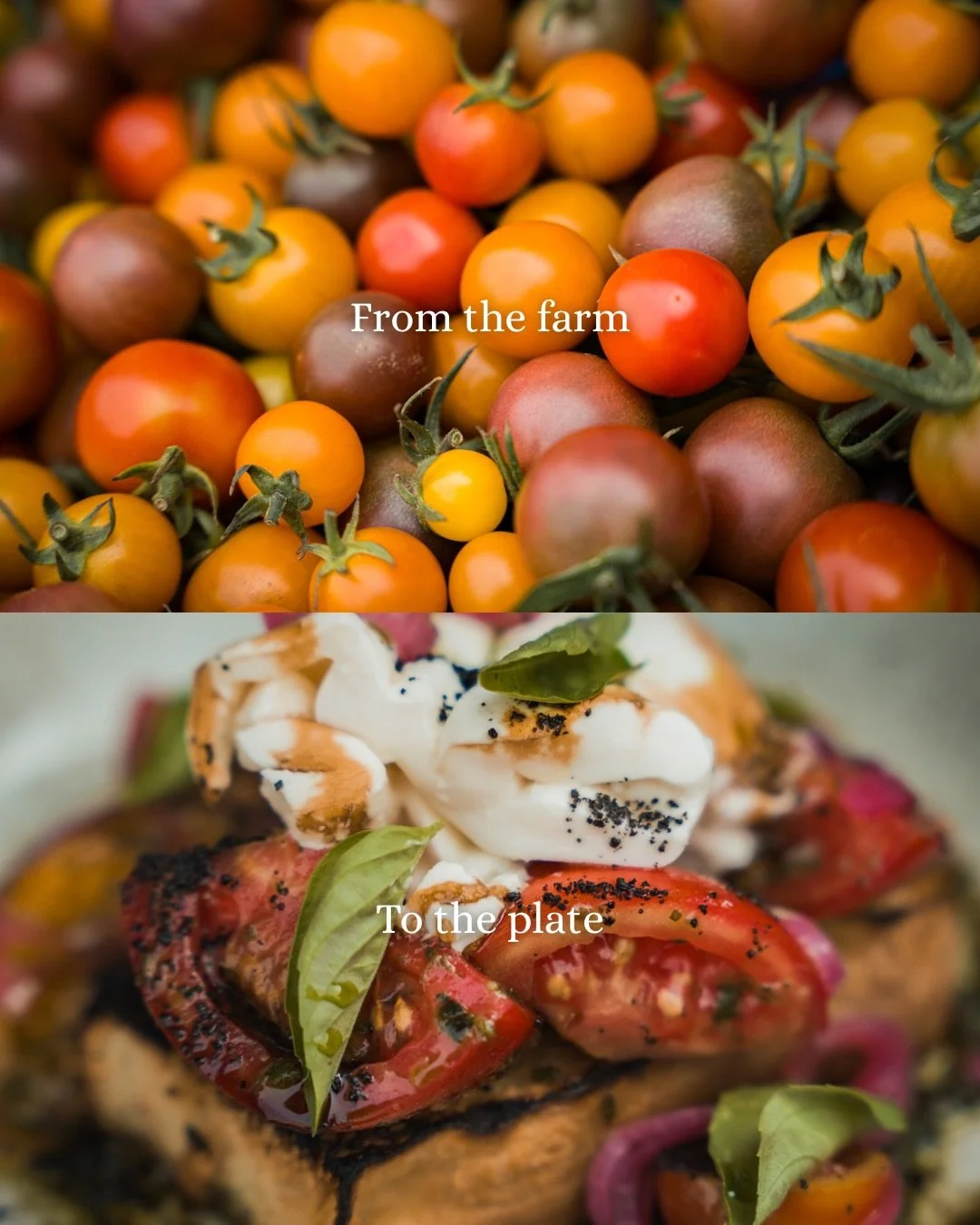 From @silverstarveggies to your plate. 
At Cambium, our wood-fired grill brings together the best of the Okanagan: local produce, seasonal ingredients, and high-quality BC-raised meats.

Okanagan Ciders Vernon BC - Farm to Table restaurant - What to 