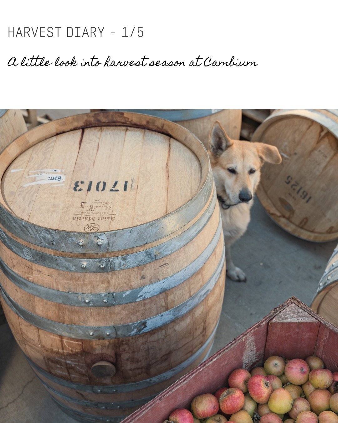 Cambium&rsquo;s Harvest Diary 1/5 

 Okanagan Ciders Vernon BC - Farm to Table restaurant - What to do in Vernon BC - cidery Okanagan Valley - Tasting in the Okanagan Valley - Tasting tour - Wine Tour Vernon
#FarmToTable #OkanaganEats #VernonBC #Seas