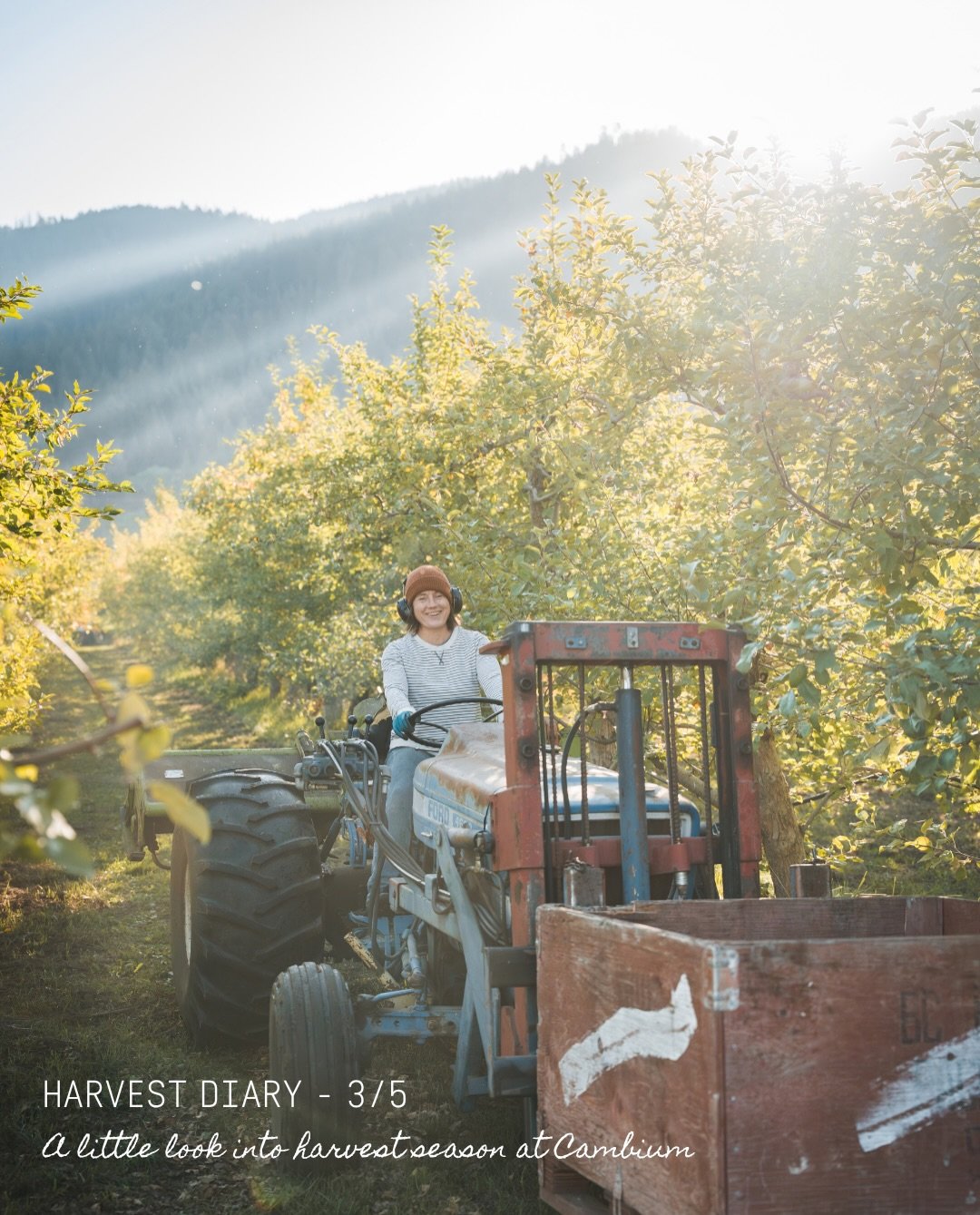 Harvest diary 3/5 

Okanagan Ciders Vernon BC - Farm to Table restaurant - What to do in Vernon BC - cidery Okanagan Valley - Tasting in the Okanagan Valley - Tasting tour - Wine Tour Vernon
#FarmToTable #OkanaganEats #VernonBC #SeasonalMenu #Cambium