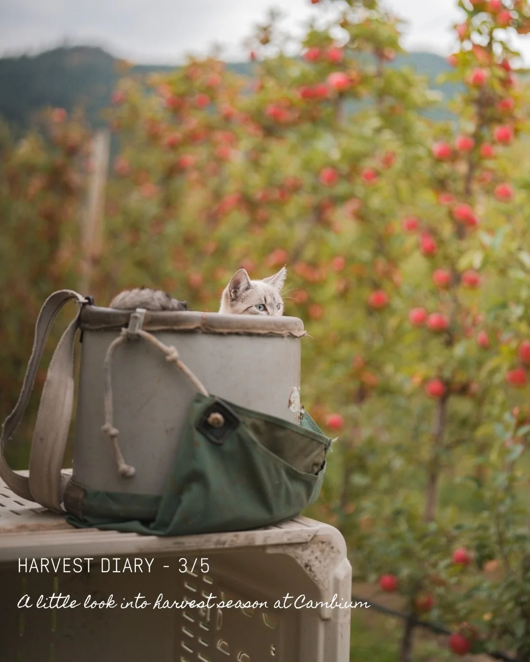 Harvest Diary 3/5
The Orchard&rsquo;s inspectors are keeping an eye on things. 

Okanagan Ciders Vernon BC - Farm to Table restaurant - What to do in Vernon BC - cidery Okanagan Valley - Tasting in the Okanagan Valley - Tasting tour - Wine Tour Verno