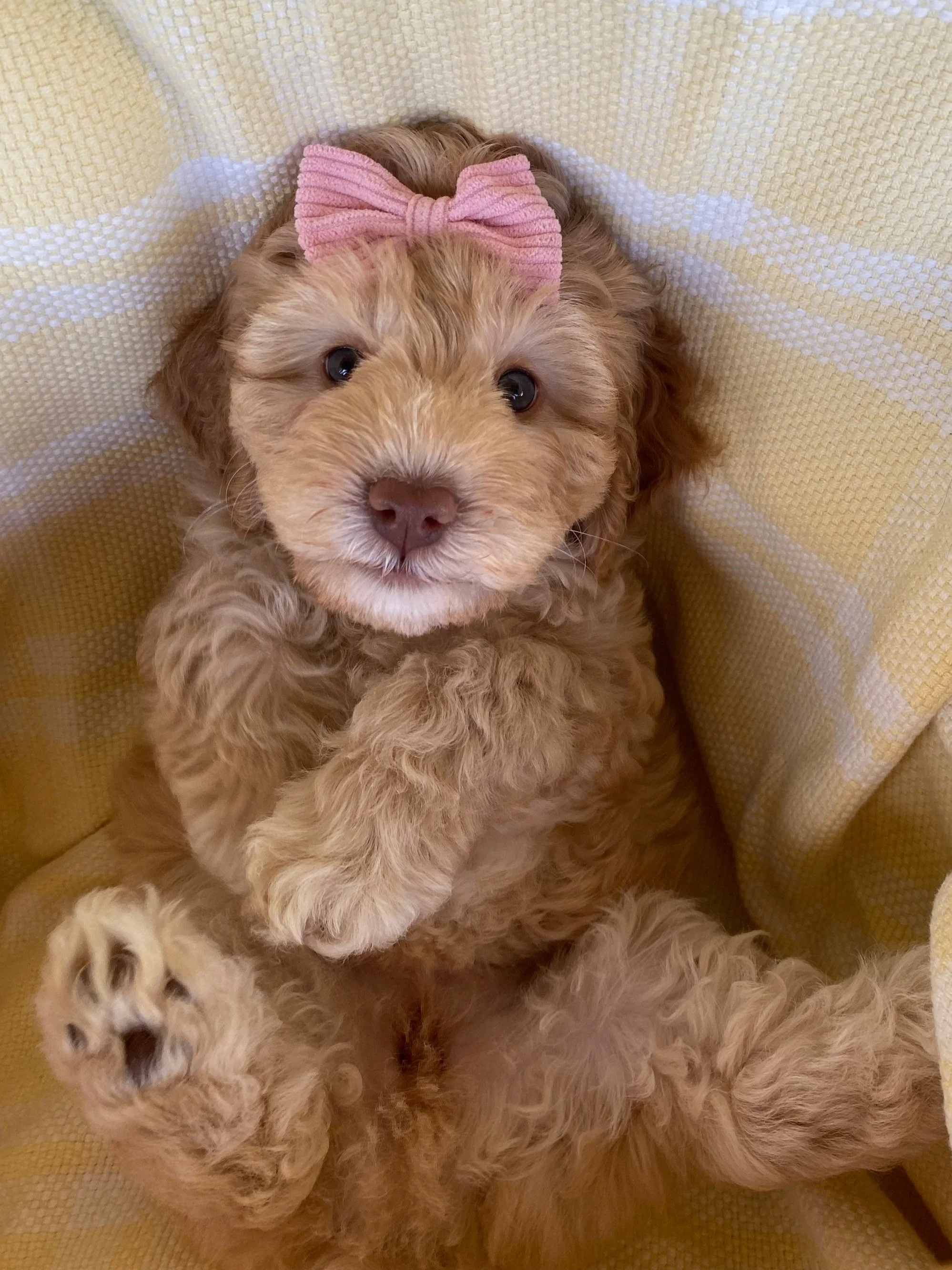 🐾 GALLERY OF OUR BESPOKE SPOODLES, DAMS, SIRES & PUPPIES — BESPOKE ...