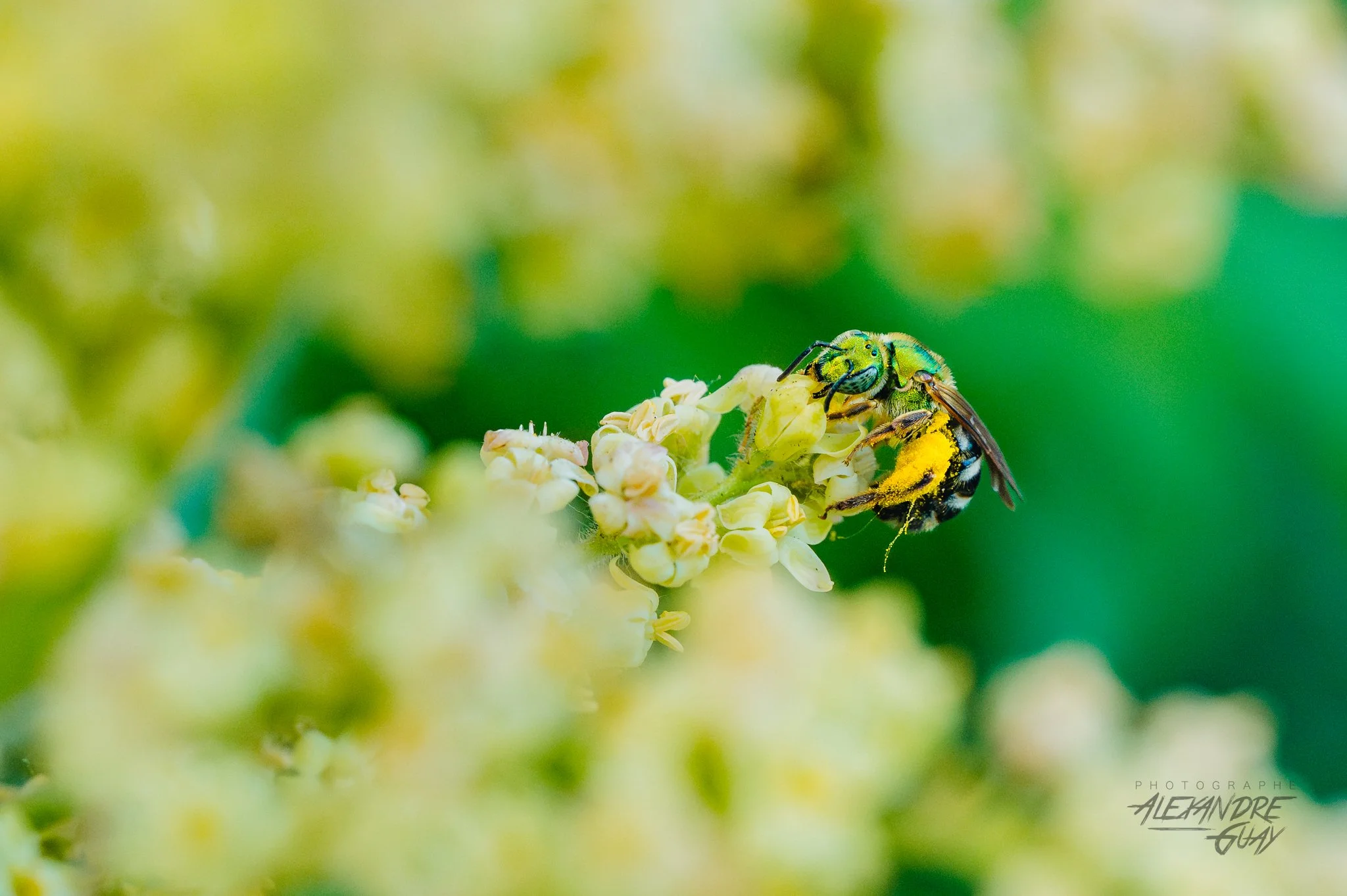 alexandre.guay.photographe.com-11.jpg