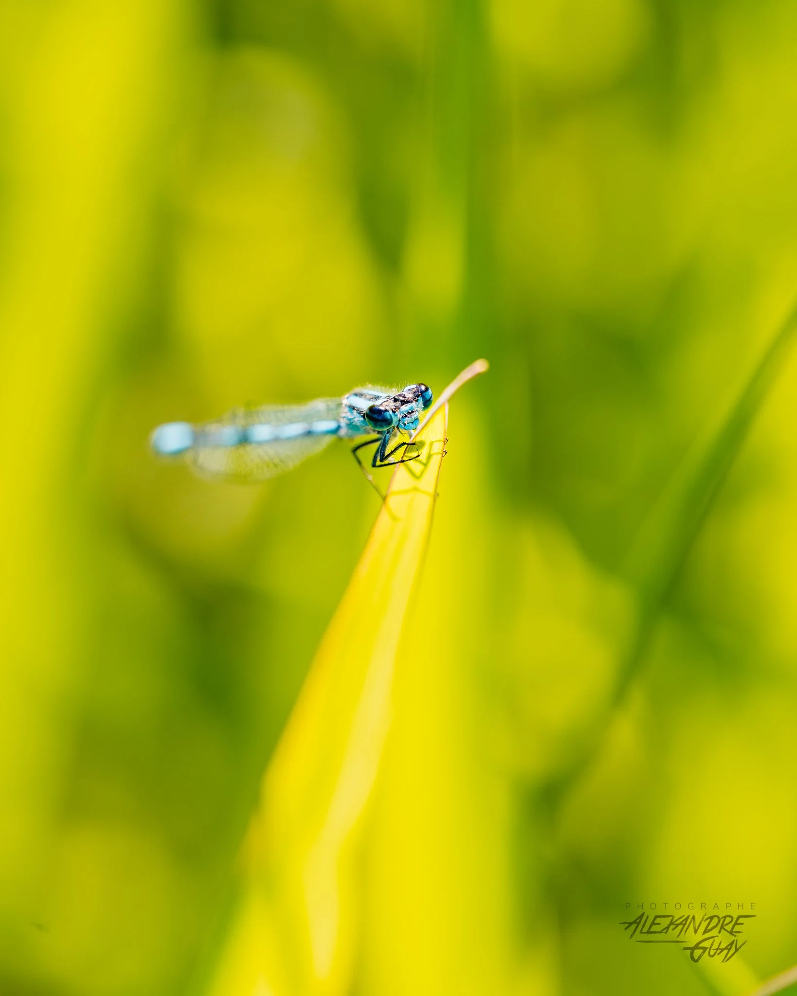 alexandre.guay.photographe.com-15.jpg