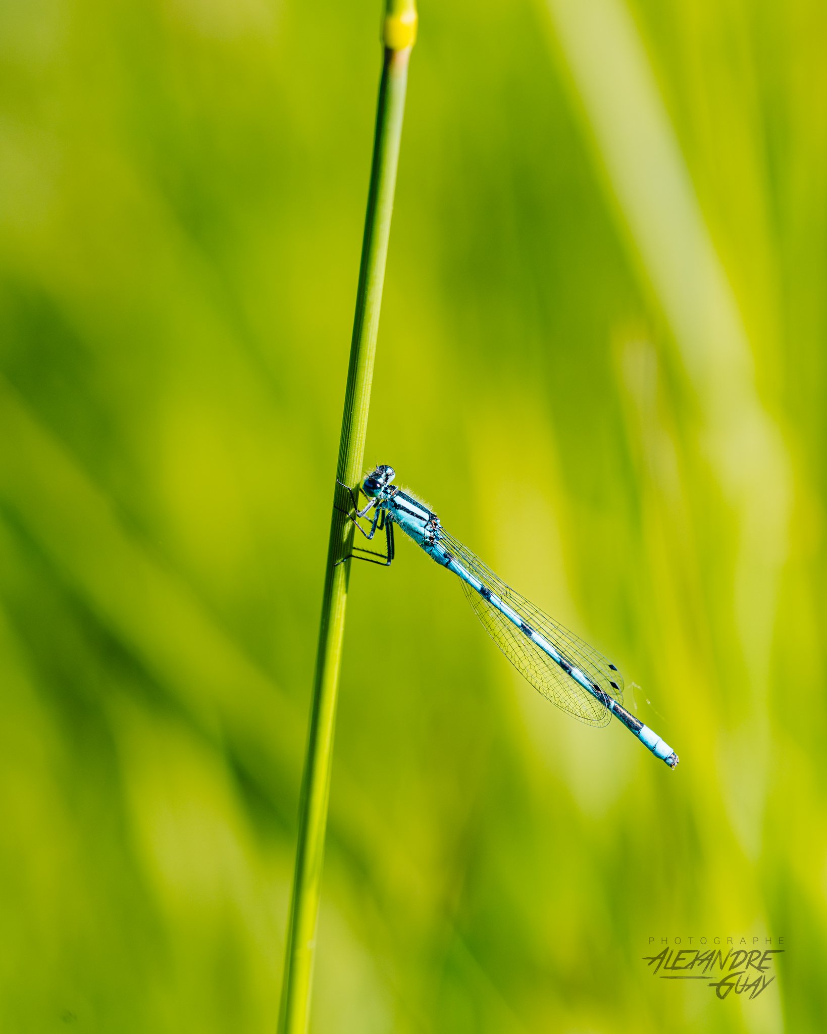 alexandre.guay.photographe.com-17.jpg