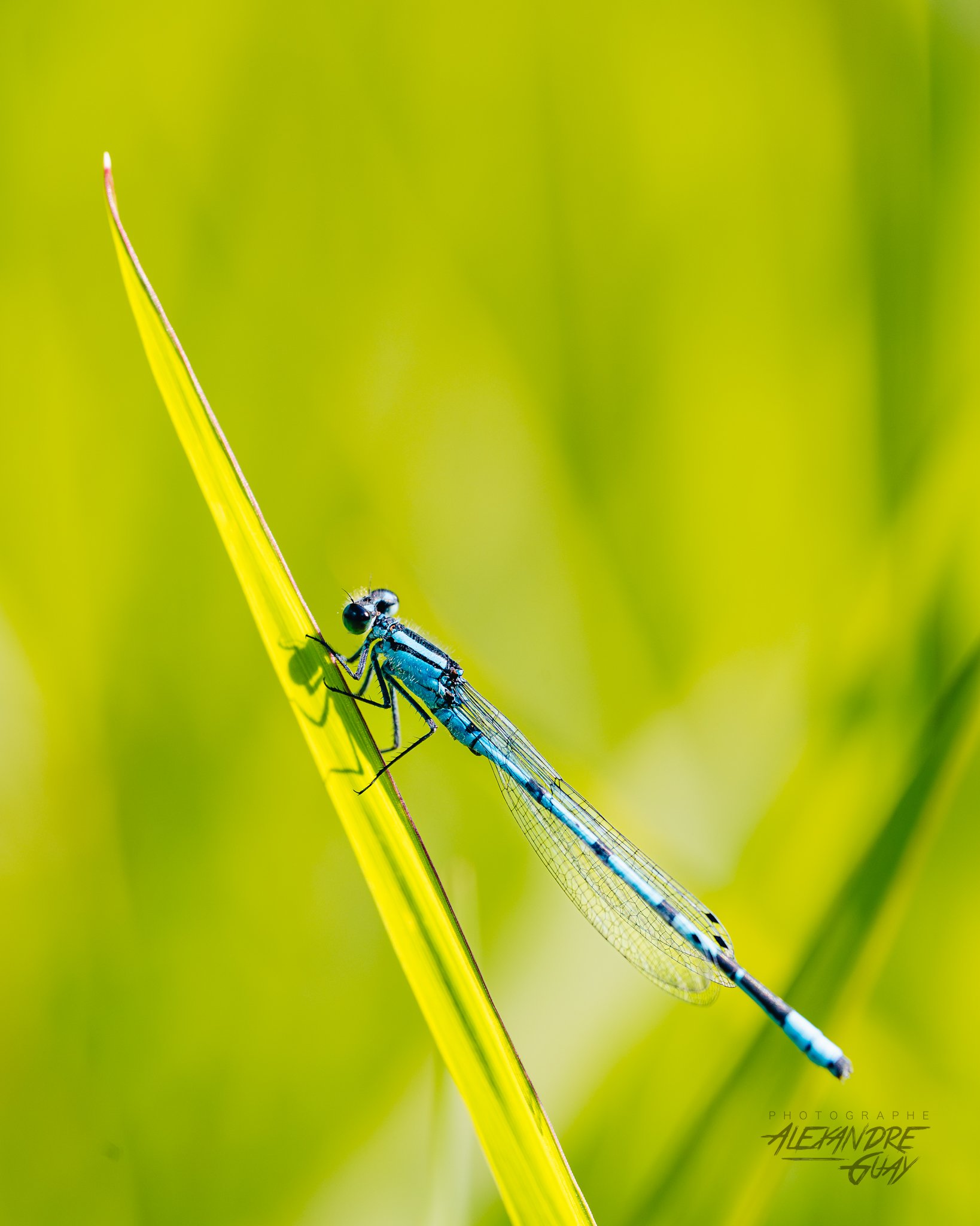 alexandre.guay.photographe.com-18.jpg