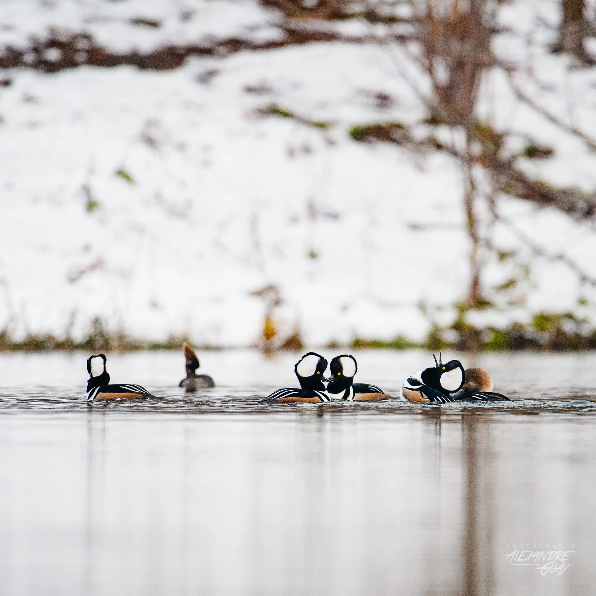 alexandre.guay.photographe.com-02.jpg