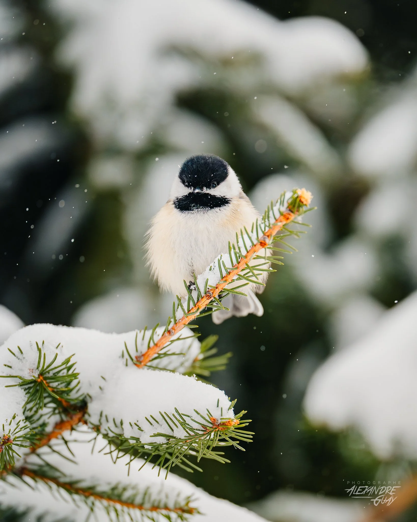 Sortie d'observation d'oiseaux à Montréal du 14 mars 2026