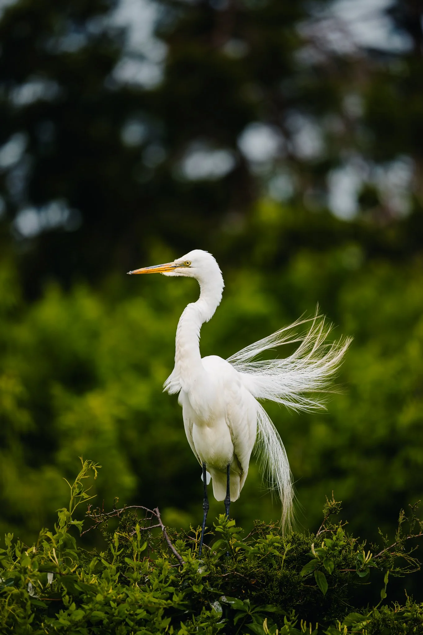 Grande Aigrette (2)