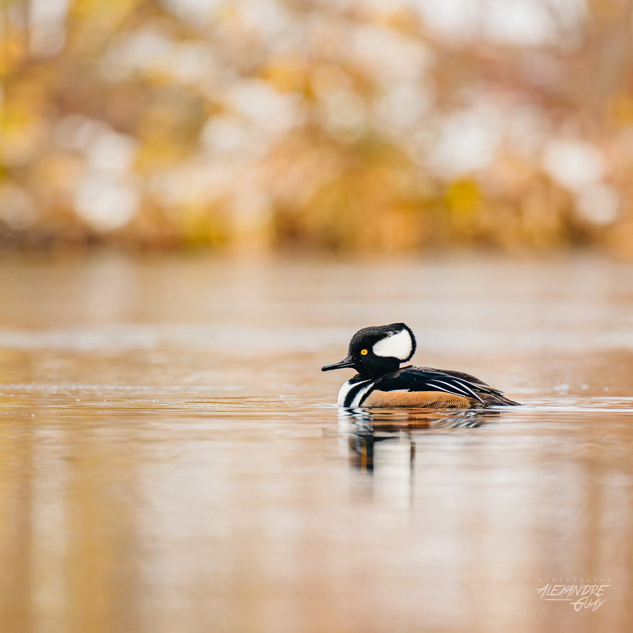 alexandre.guay.photographe.com-01.jpg