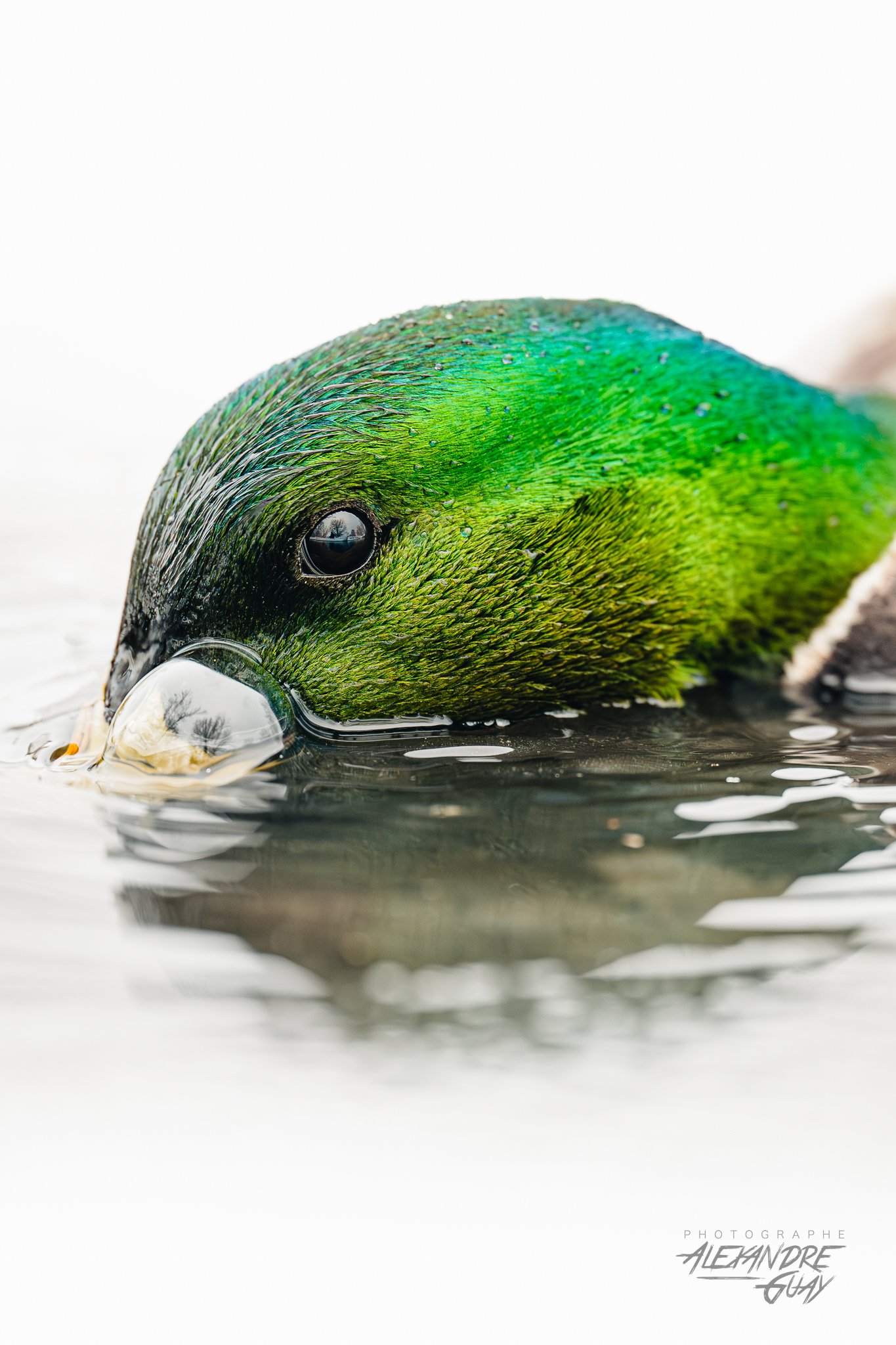 10_COLVERT_WEB.jpg