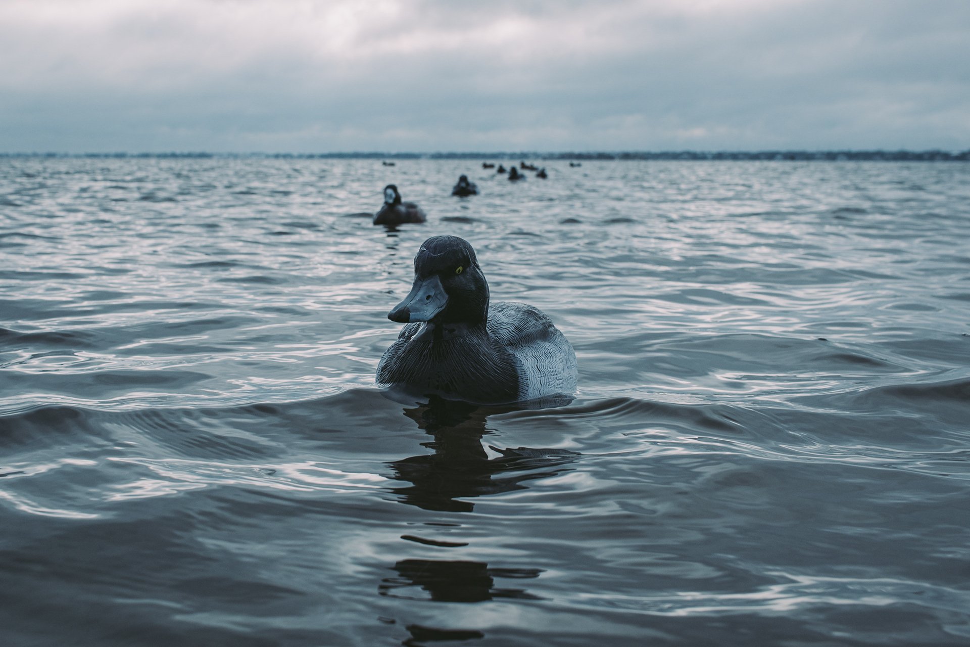 Eco Tours — Drum Roll Fishing Charters Morehead City Emerald Isle