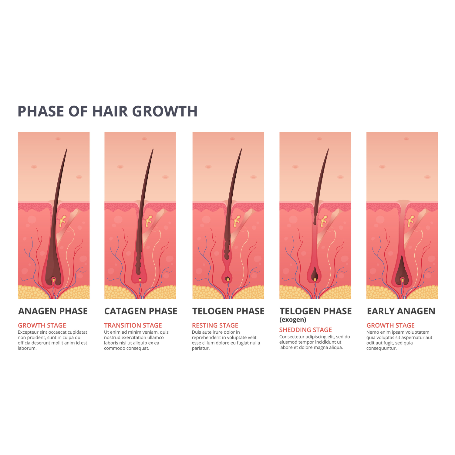 Hair growth cycle | International Beauty Center, Inc.