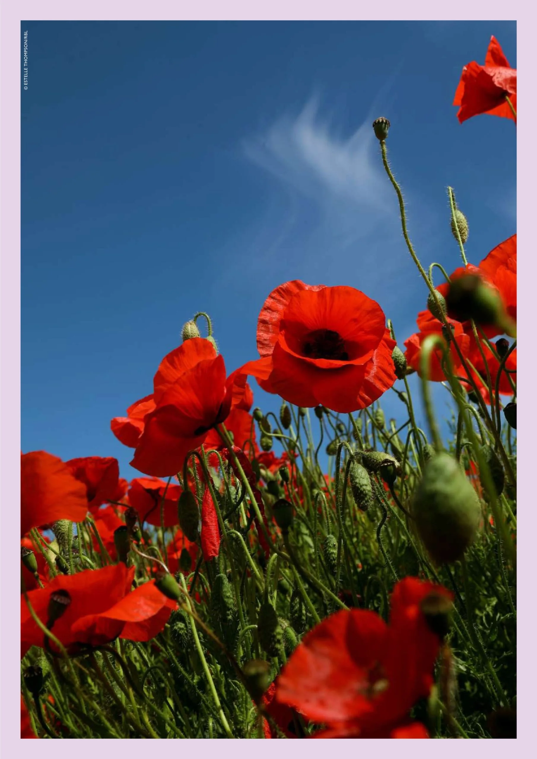 Remembrance 2024