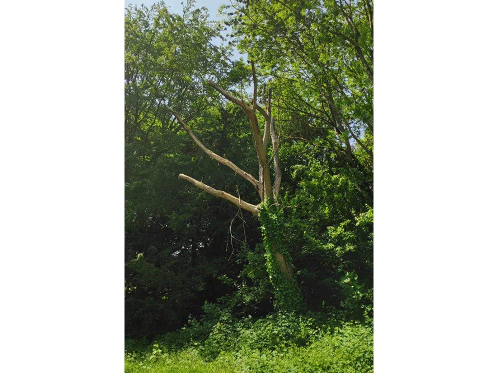 tree 52.jpg