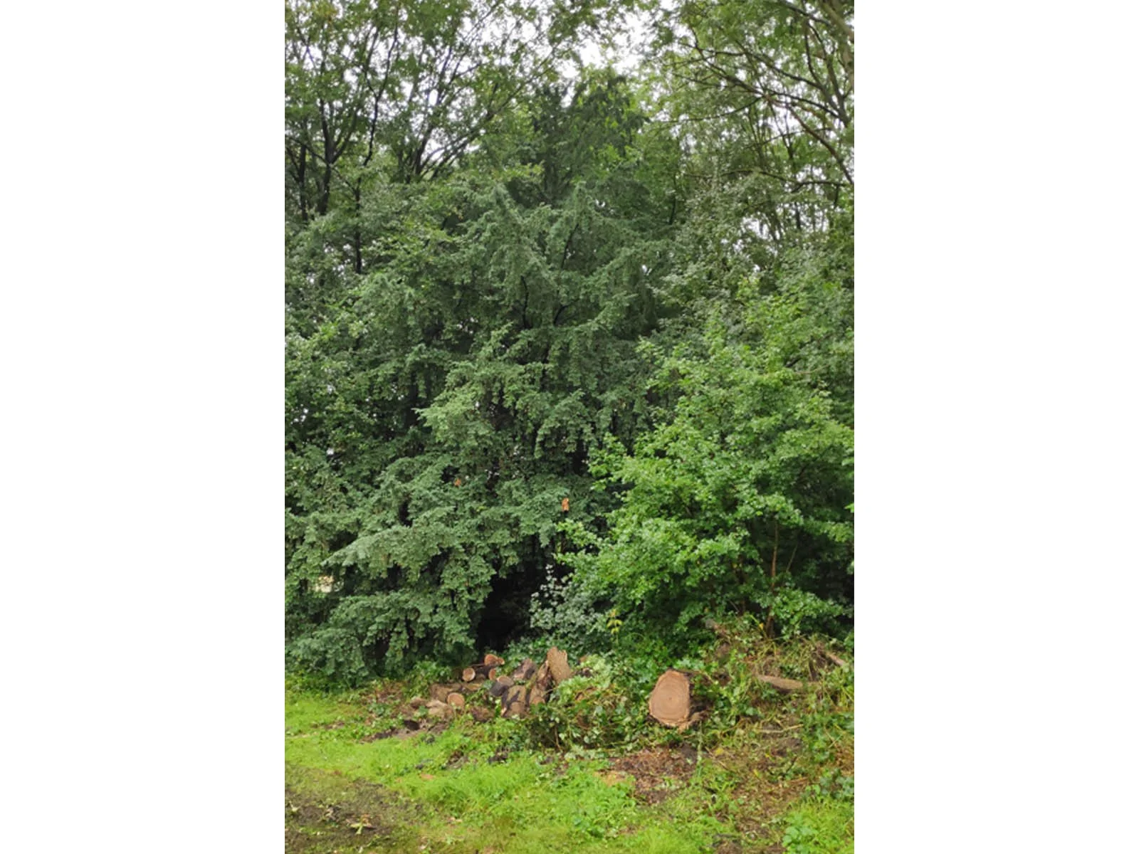 tree 85.jpg