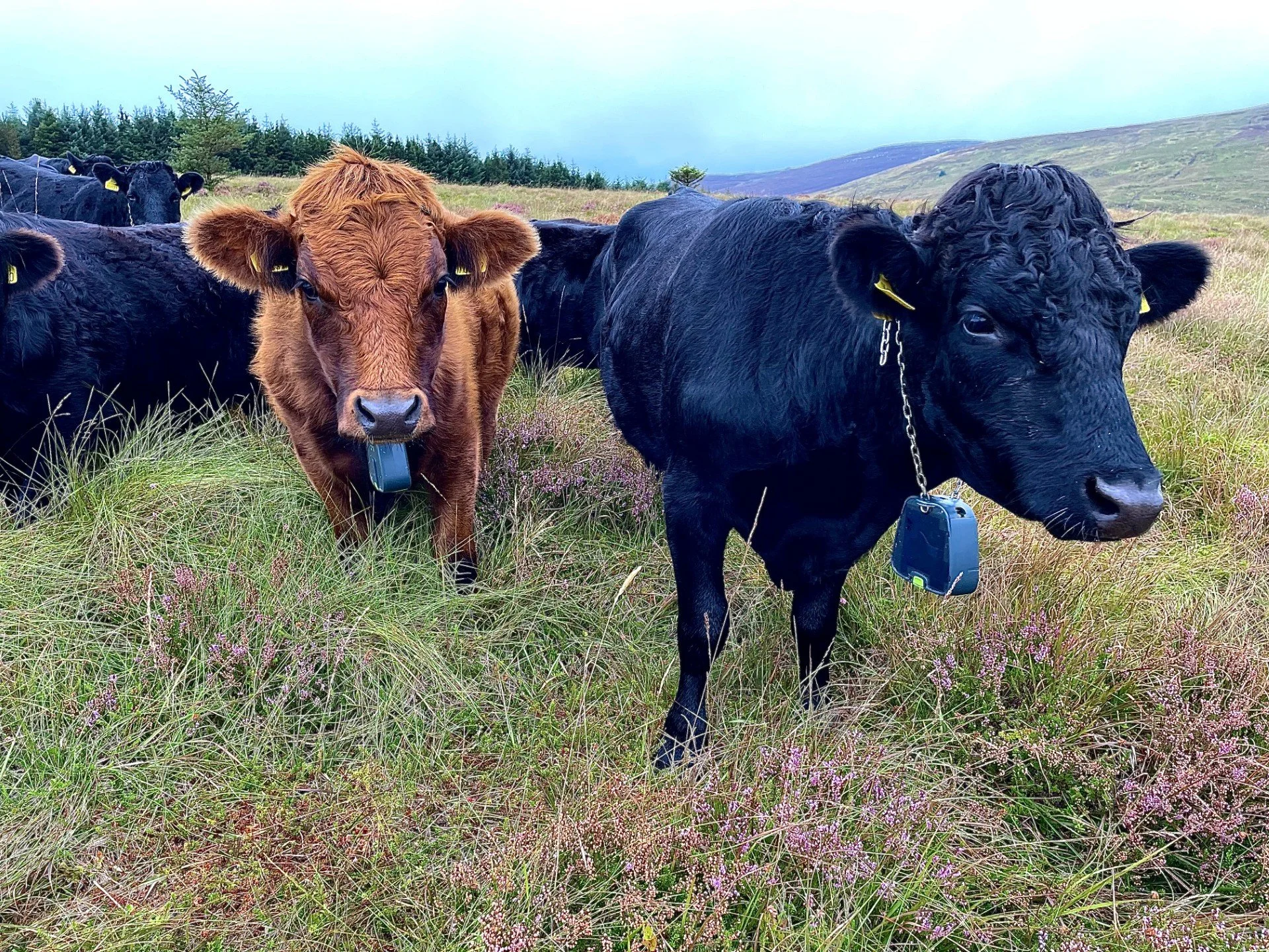 Minister Heydon announces opening of ACRES Landscape Actions