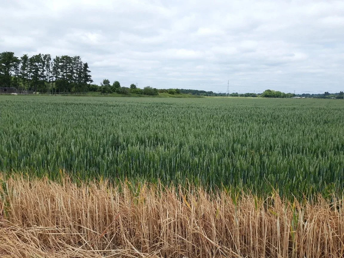 A field of growing wheat that would be replaced by warehouses