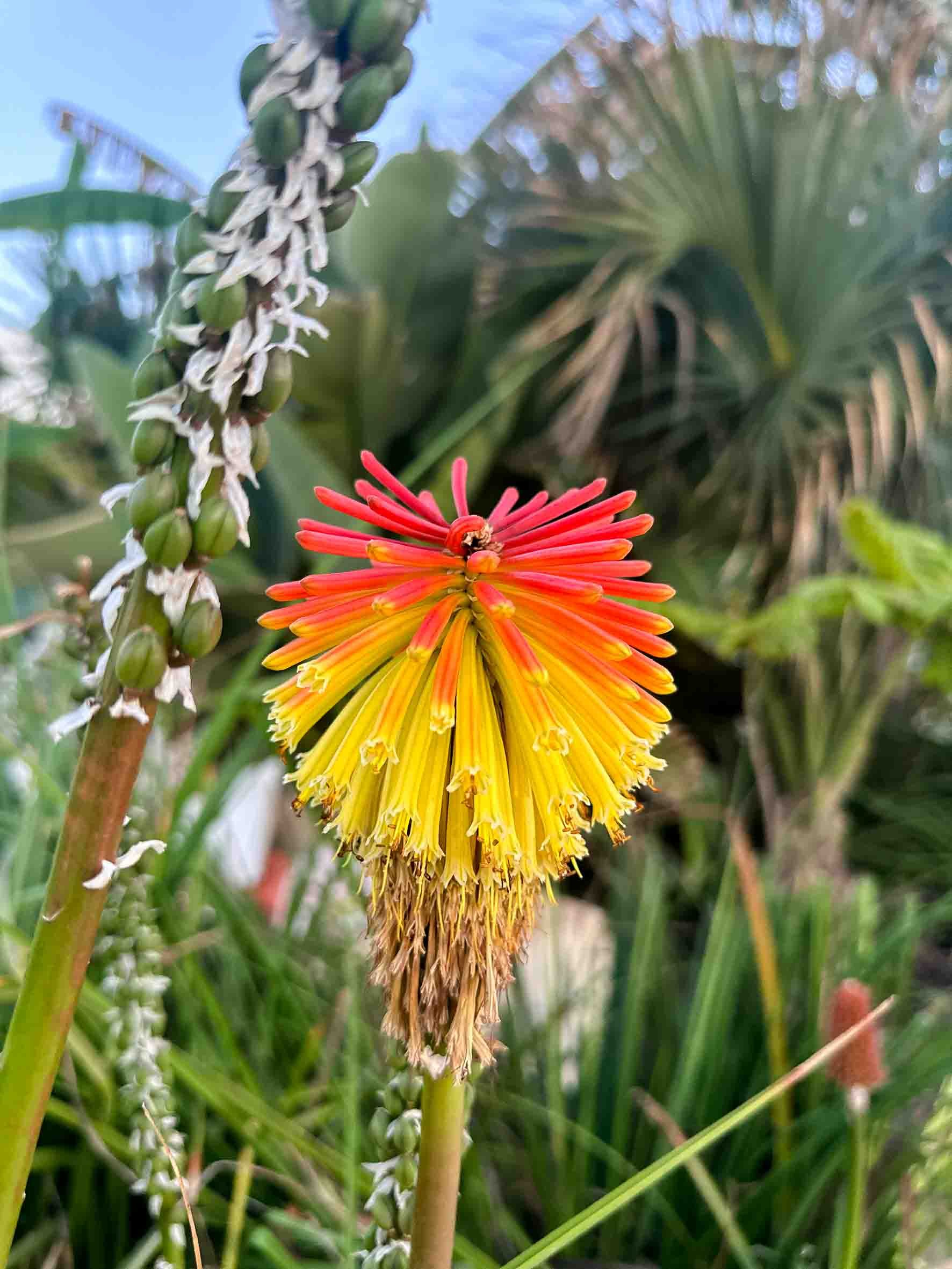 Colorful exotic flower with red, orange, and yellow petals, surrounded by green foliage, with other plants in the background.