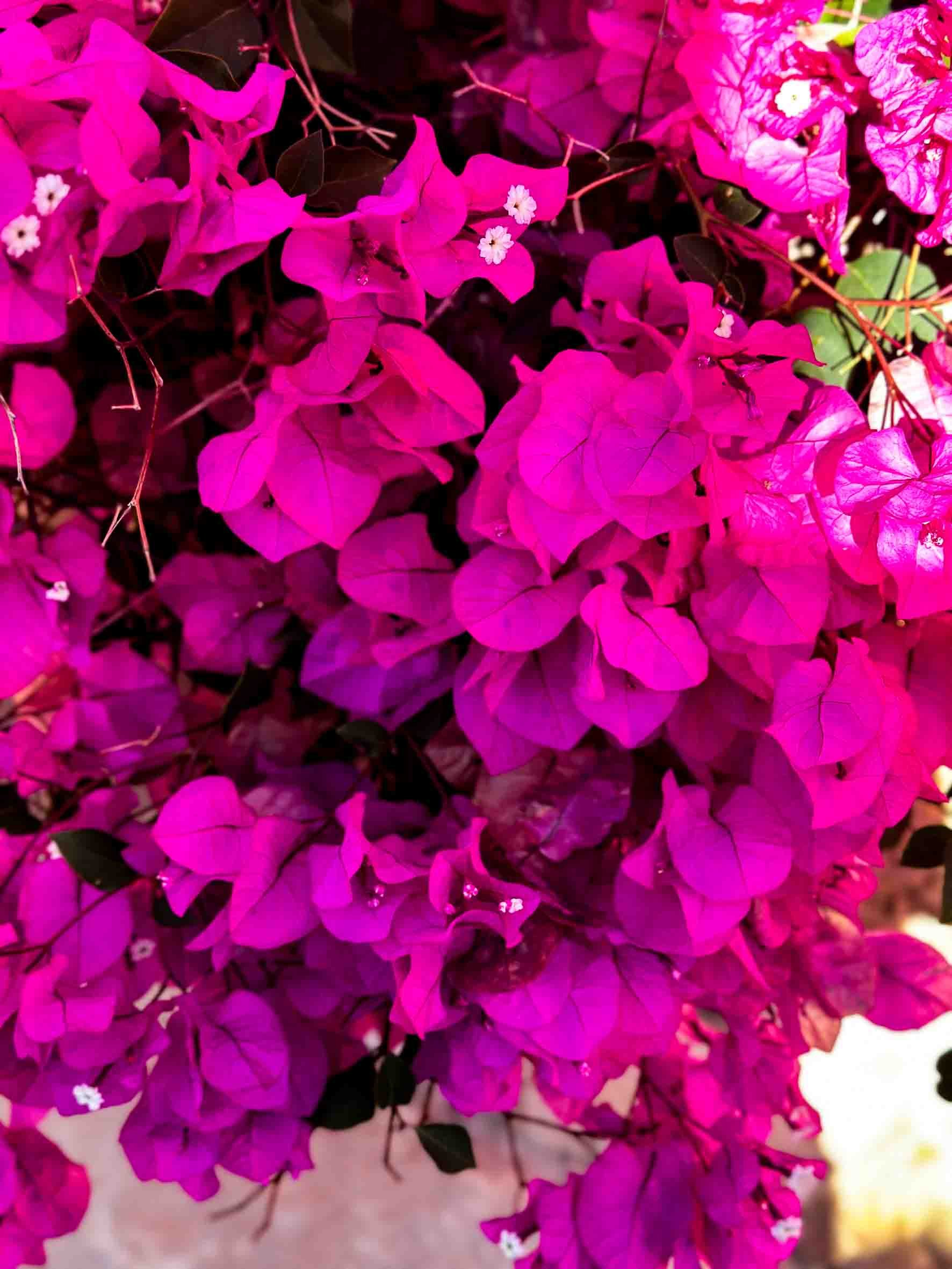 Bright pink bougainvillea flowers with small white flowers in the center.