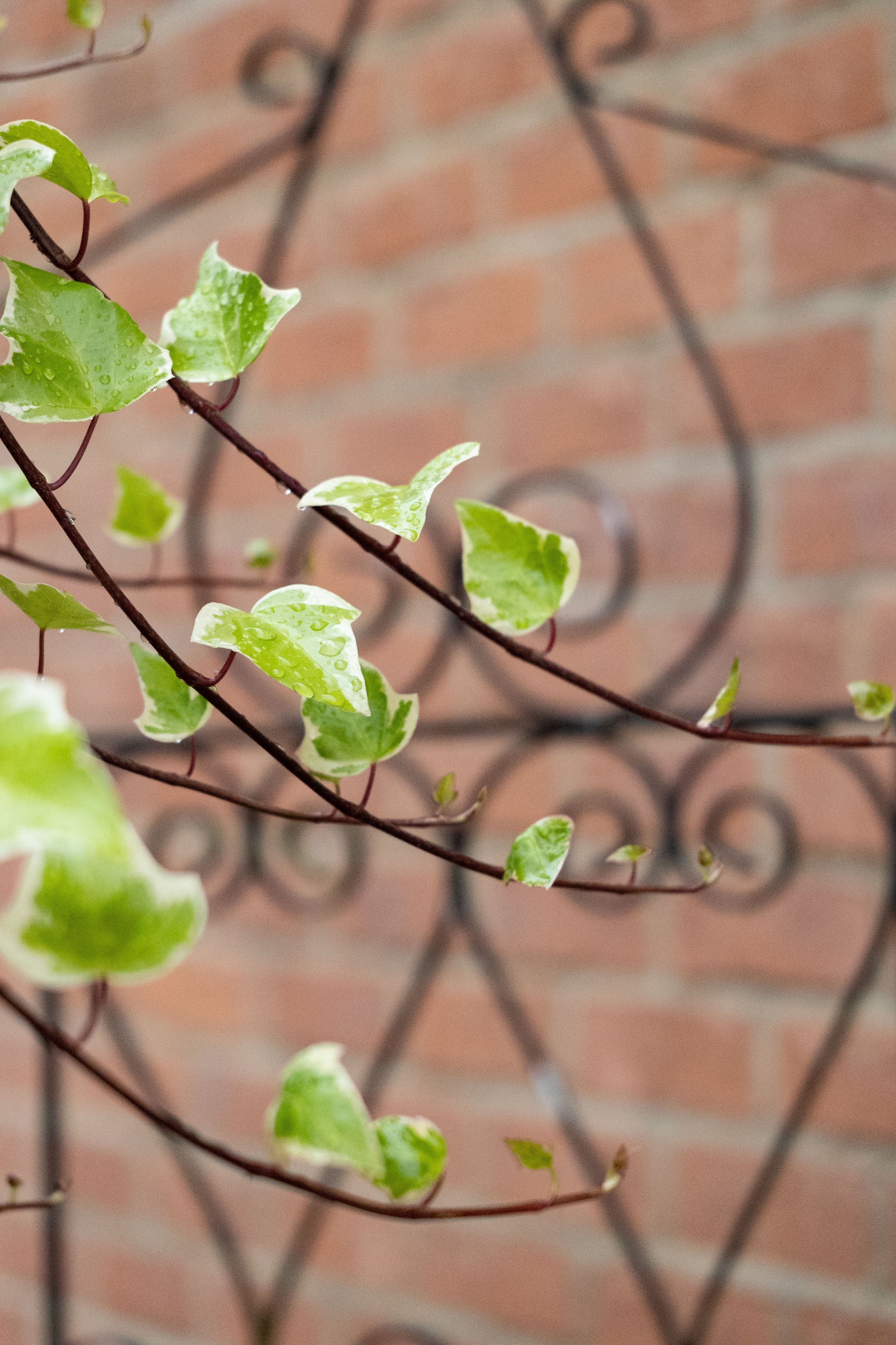 Close-up of green and white variegated ivy leaves with water droplets, climbing on a dark metal trellis against a brick wall.