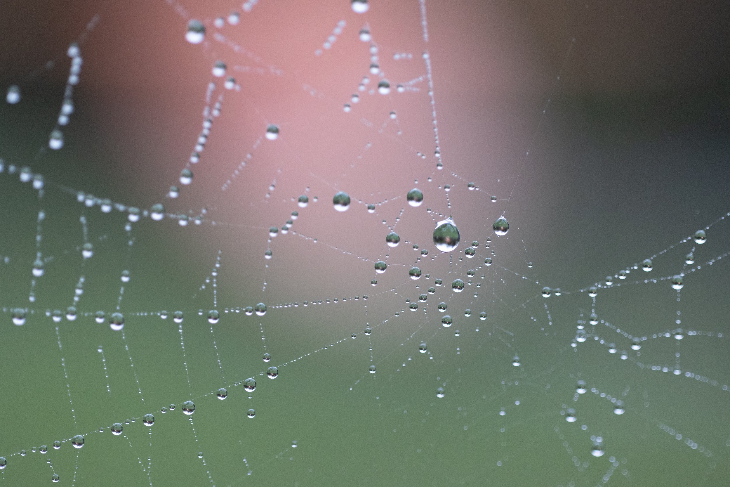 Close-up of a spider web with water droplets hanging from the silk strands.