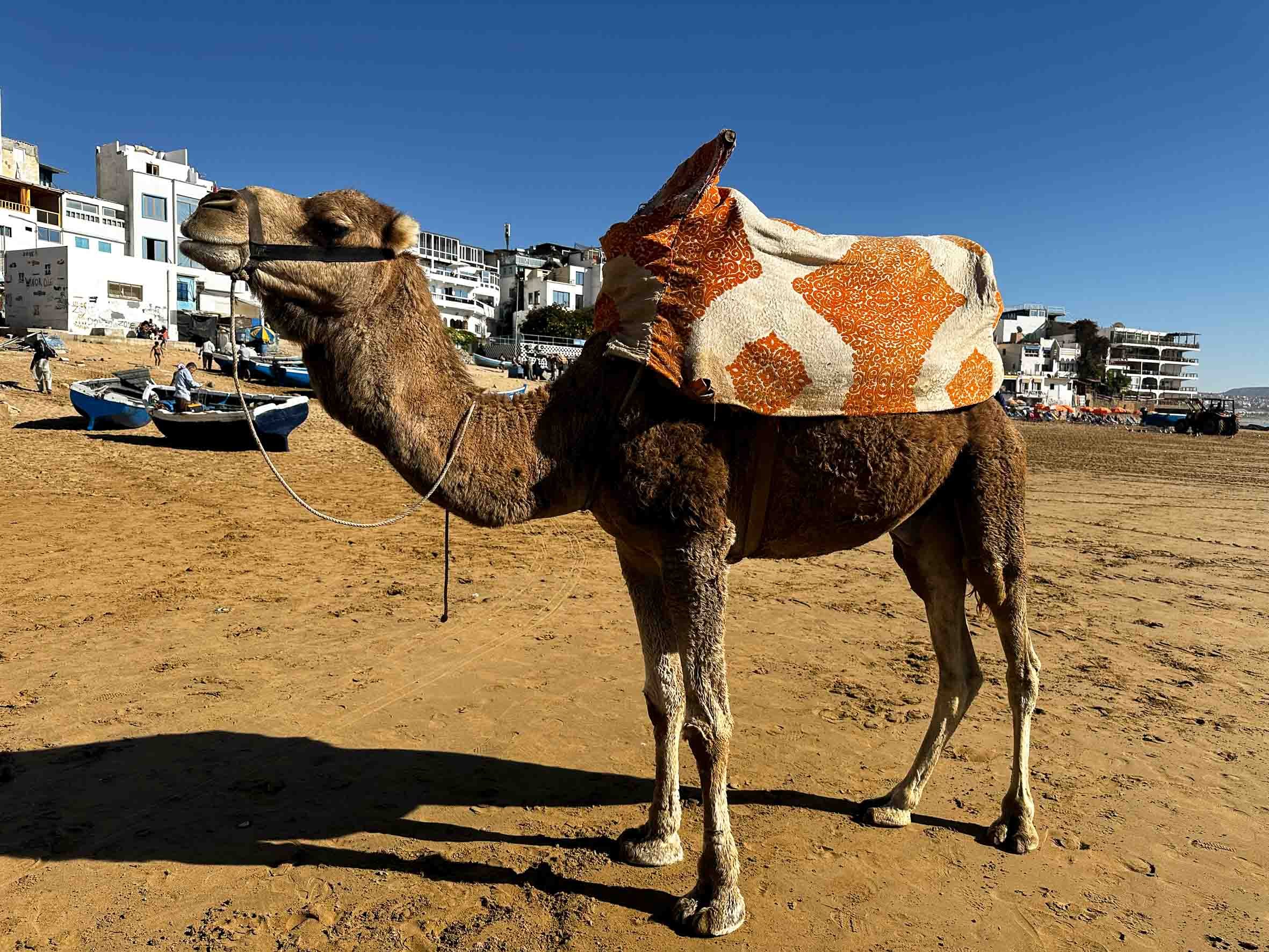 A camel standing on a sandy beach with a colorful saddle and a decorative cloth on its back, with buildings and boats in the background under a clear blue sky.
