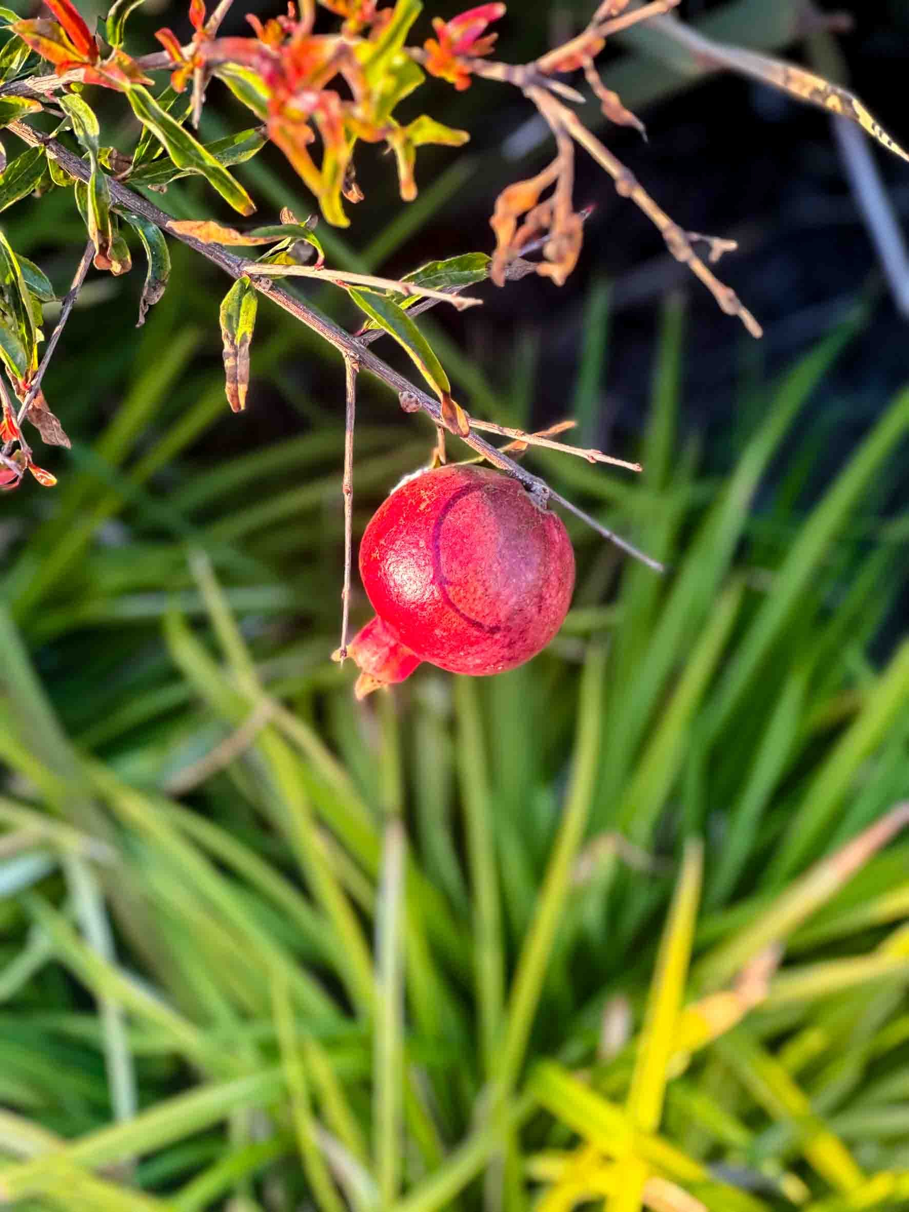 A single ripe pomegranate hanging from a branch with green leaves and yellow flowers in the background.