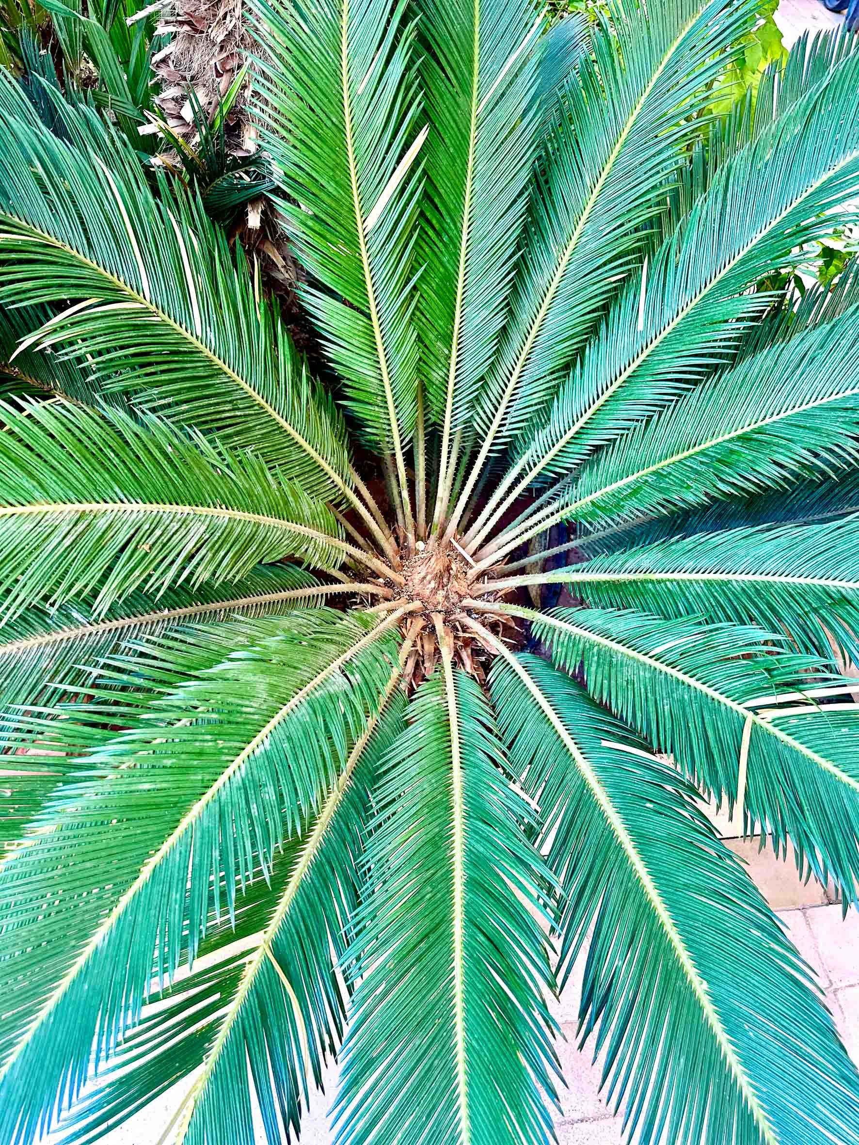 Top-down view of a green palm tree with long, arching fronds radiating from the central trunk.