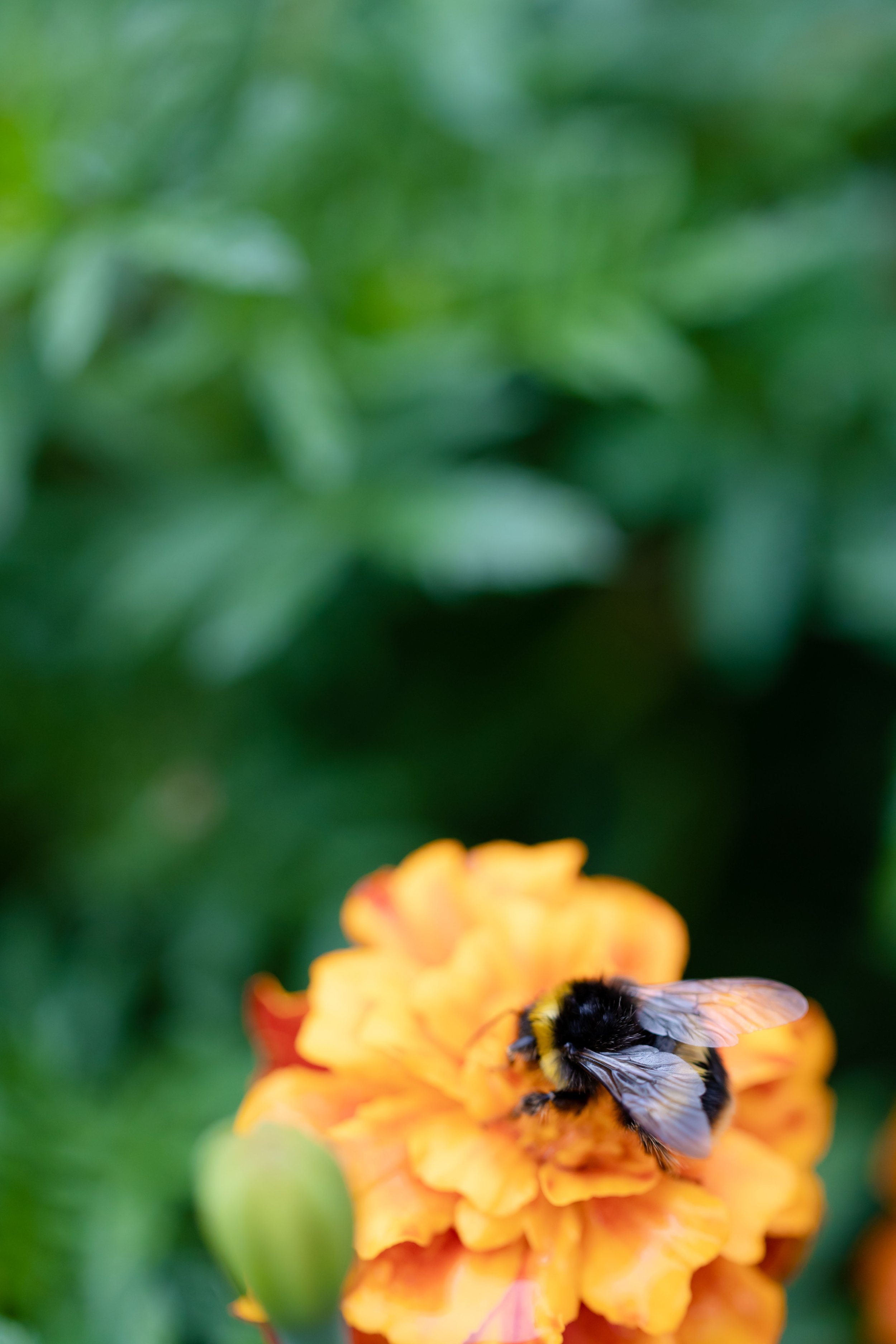 Close-up of a bumblebee on an orange marigold flower with blurred green leaves in the background.