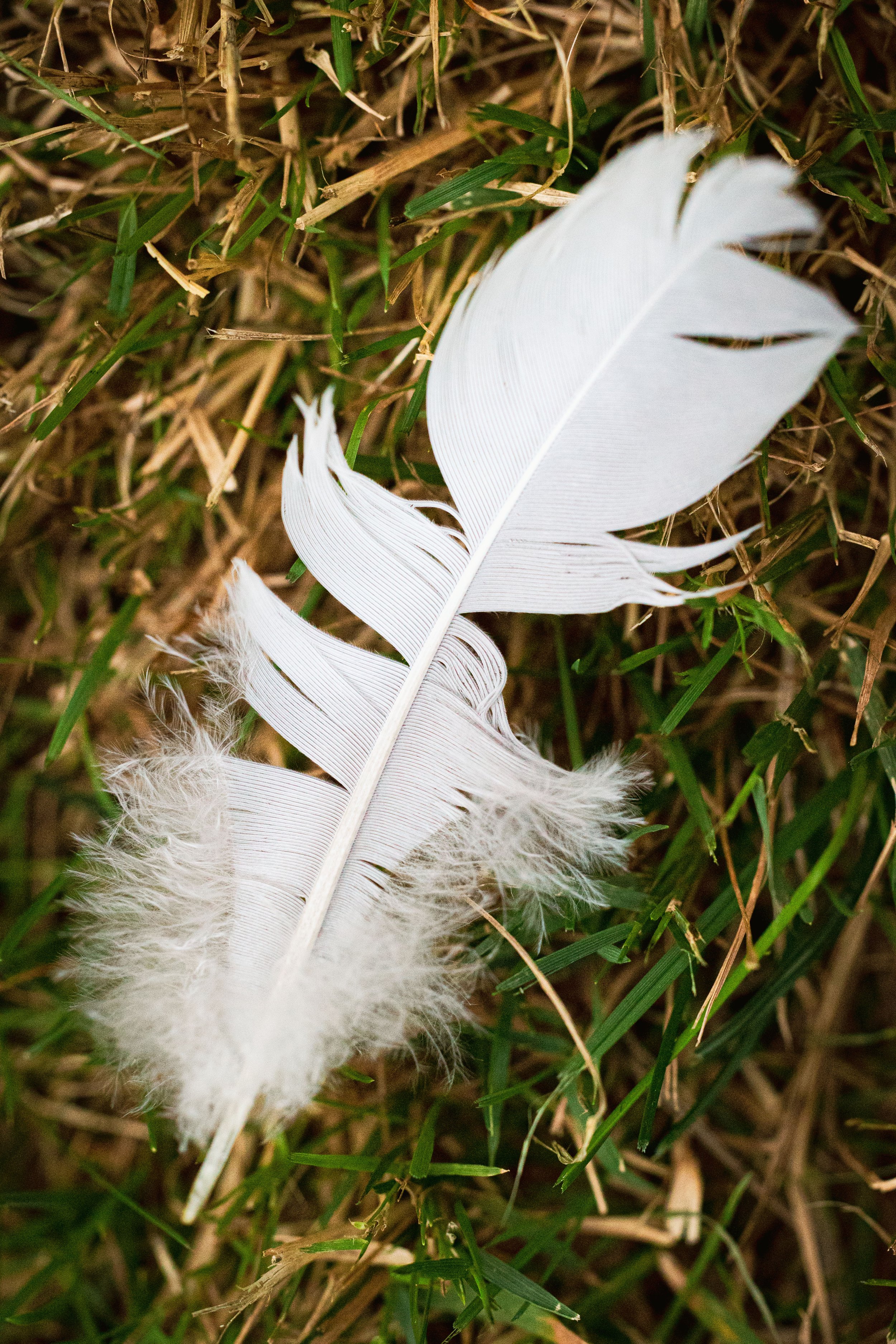 White feather resting on green grass and dried leaves.