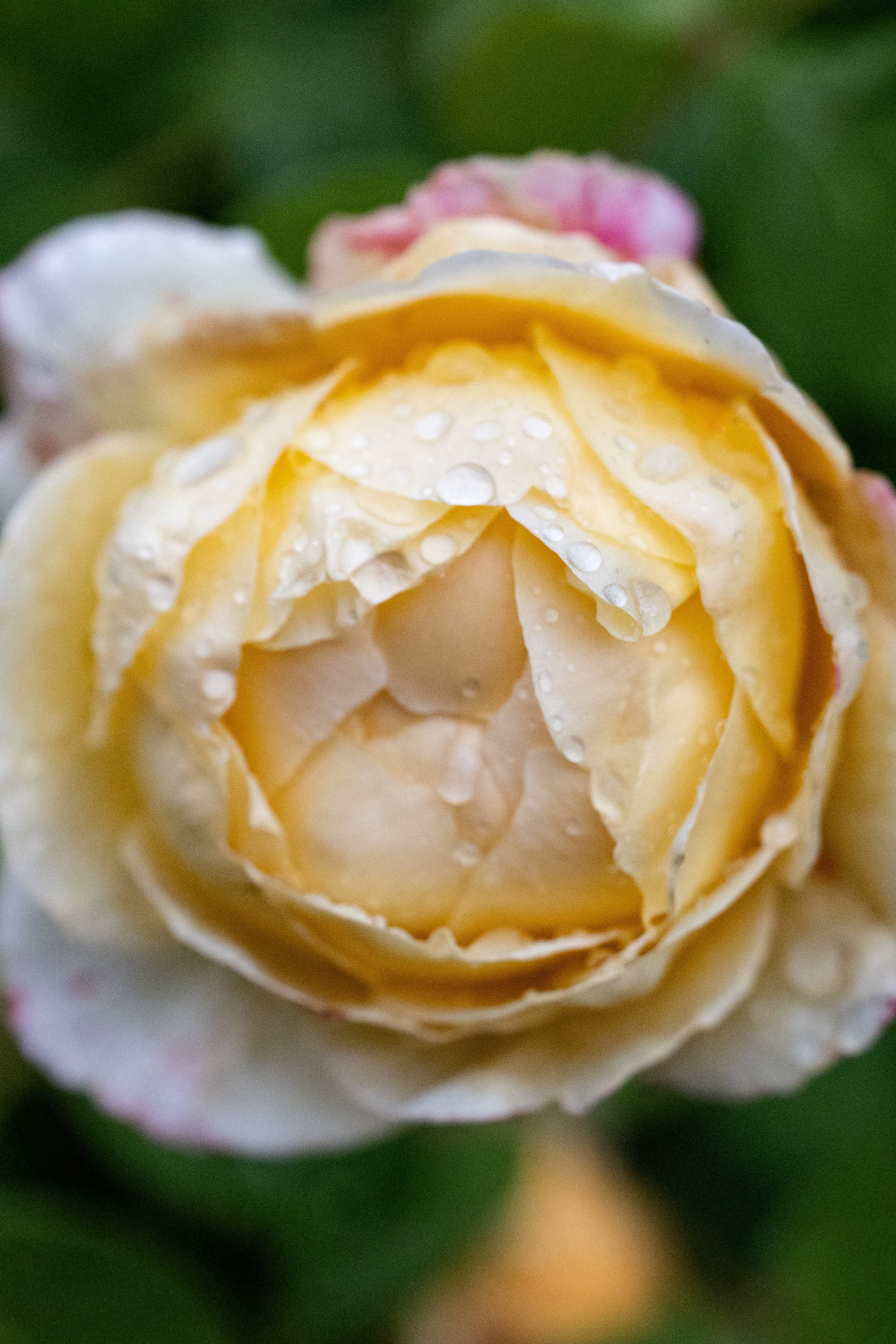 Close-up of a pale yellow rose with raindrops on its petals.