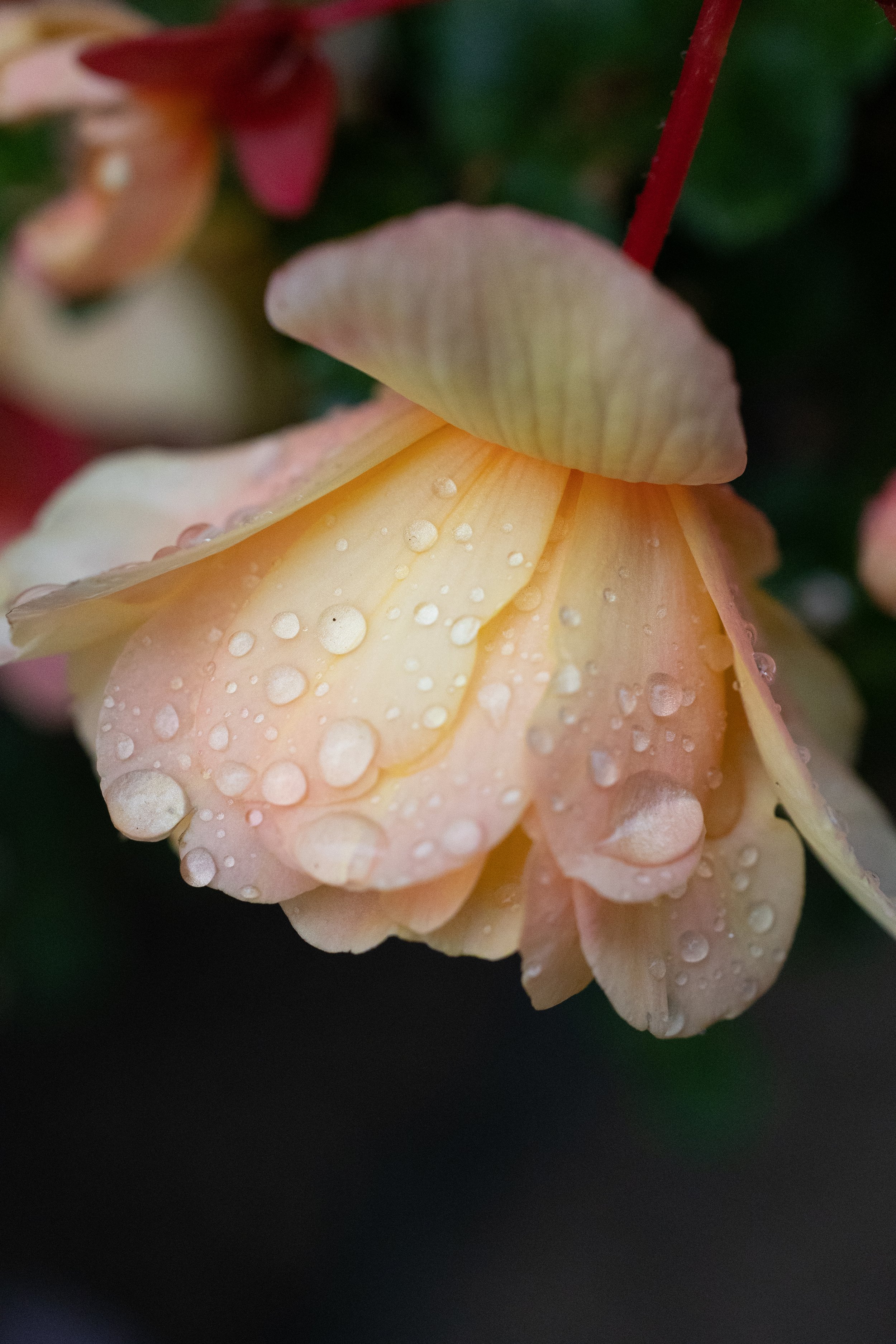 Close-up of a peach-colored flower with water droplets on its petals.