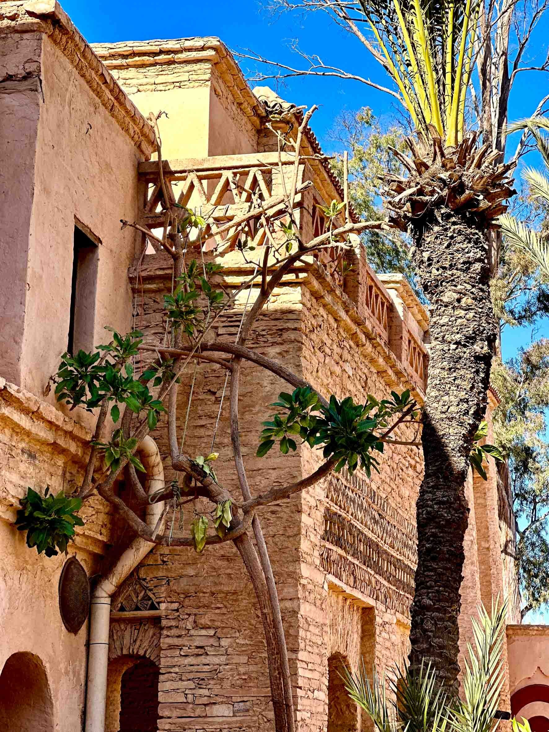 A rustic, adobe-style building with textured stone walls, arched windows, and a small balcony with decorative wooden railing. In front, there is a leafless tree with twisting branches, a tall palm tree with a rough trunk, and some green plants agains