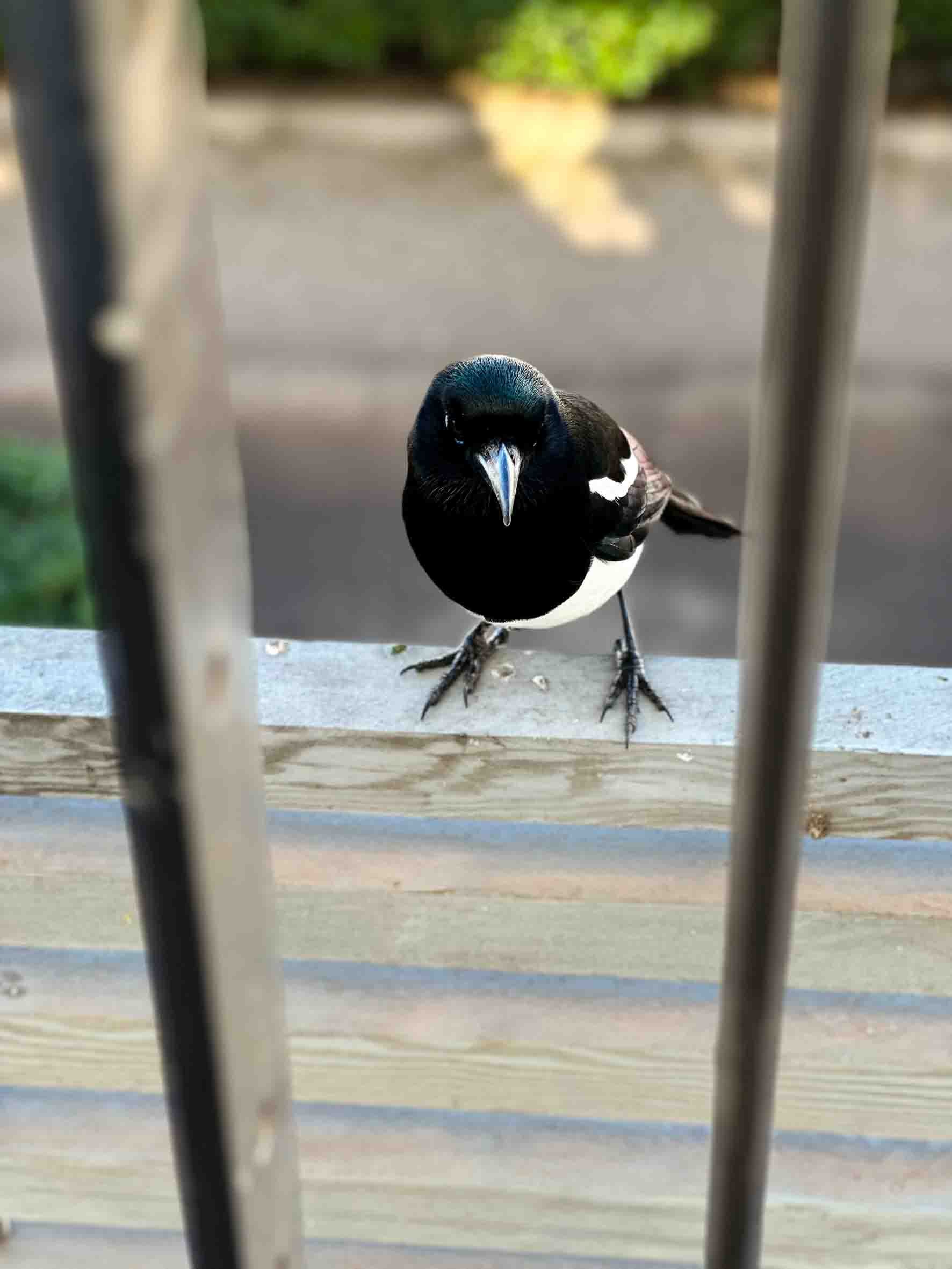 A black and white bird perched on a wooden railing, looking through metal bars.