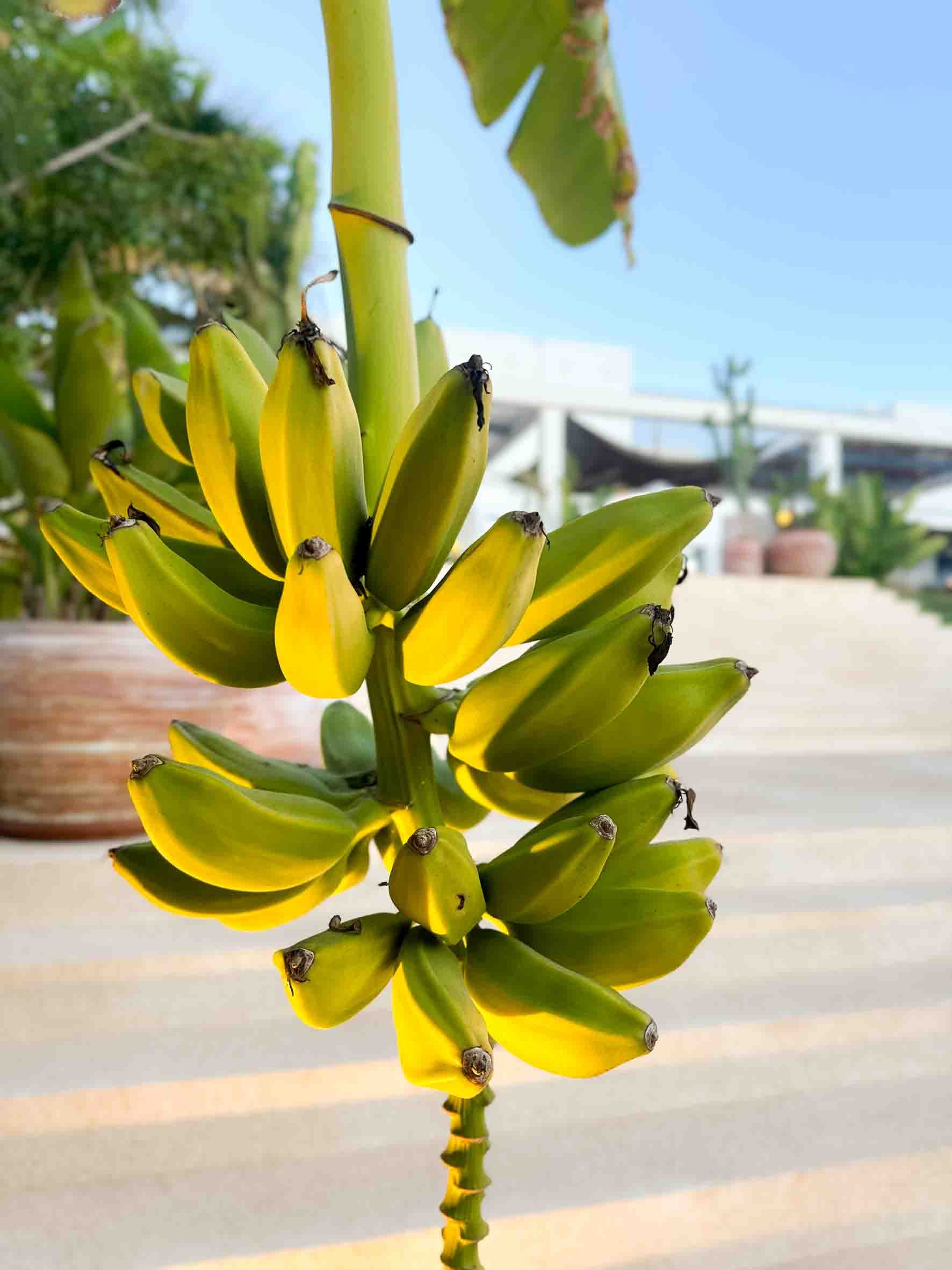 A close-up of a banana plant with ripe yellow bananas hanging from the stem, with a clear sky and potted plants in the background.