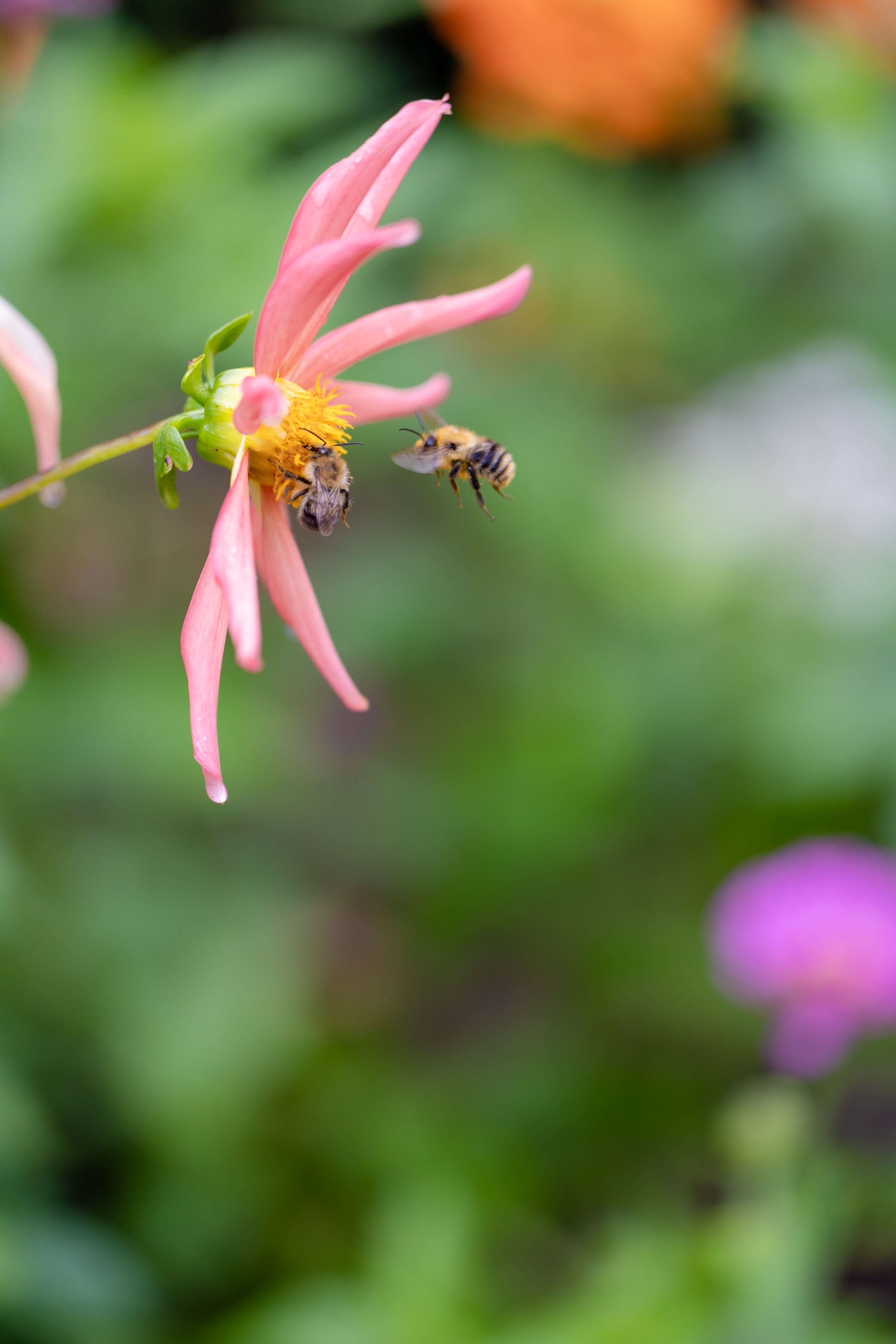 Close-up of a pink flower with two bees hovering near it, collecting nectar against a blurred green background.