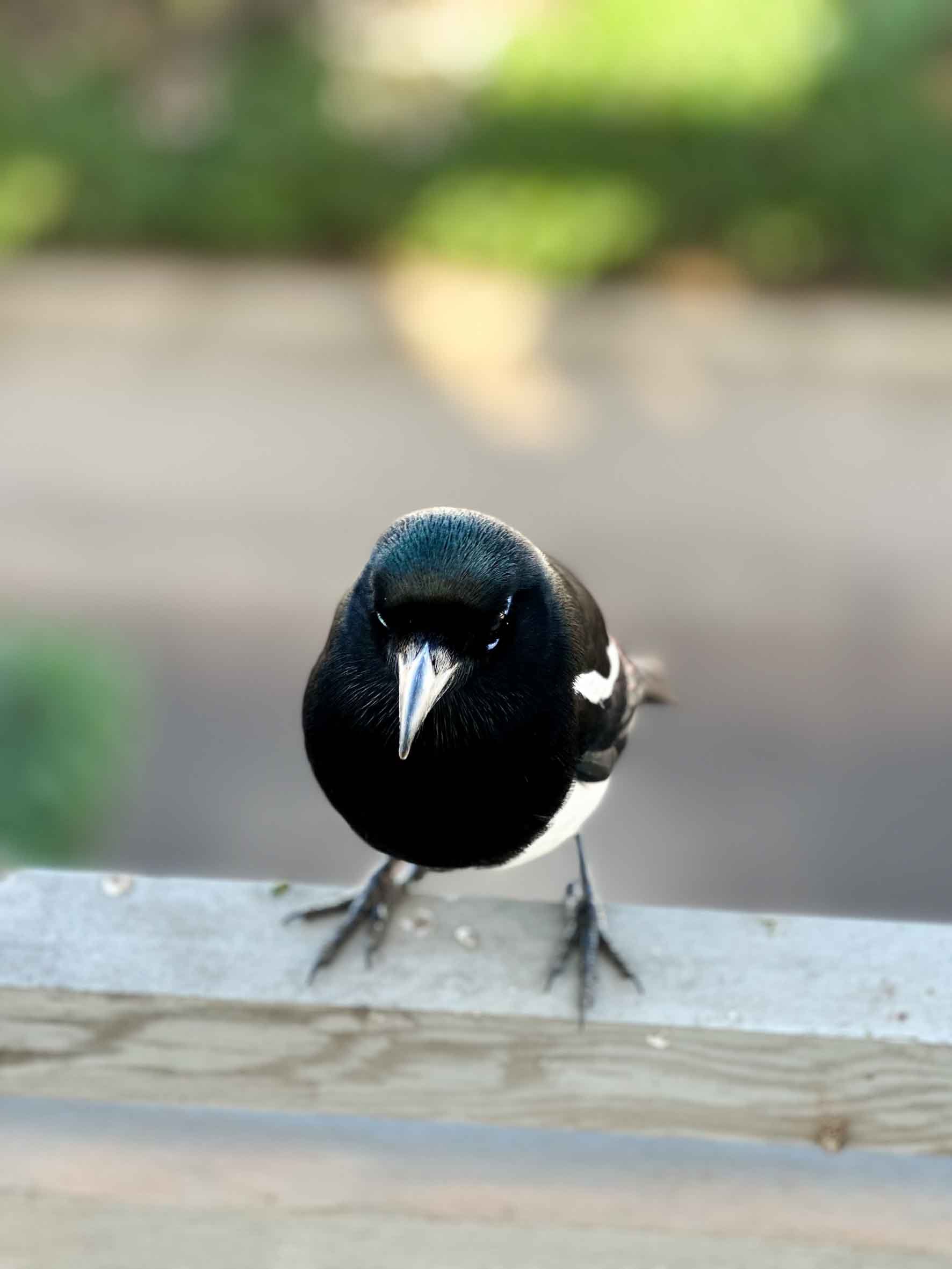 Close-up of a black and white bird with a sharp beak standing on a wooden surface, with a blurred green and beige background.