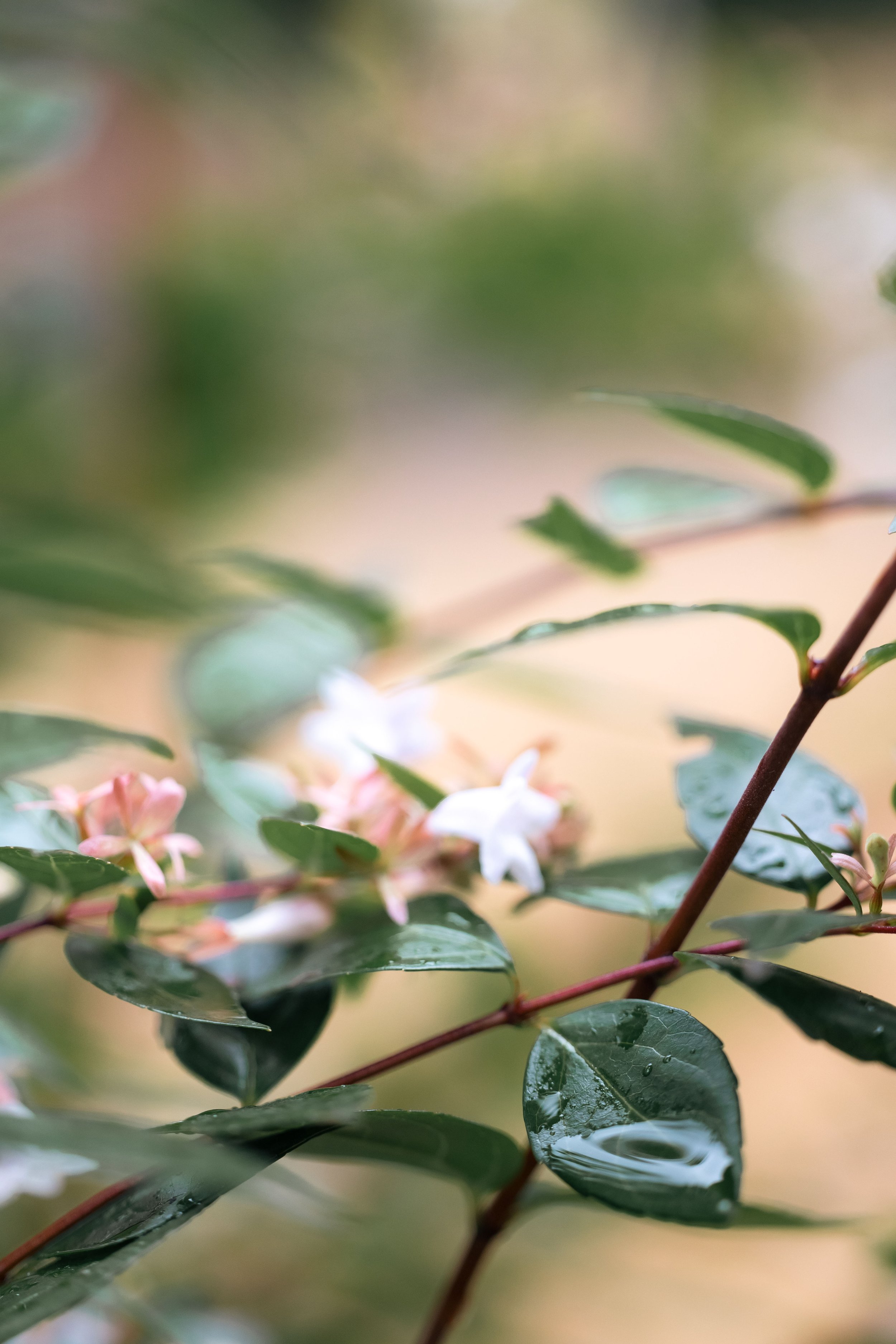 Close-up of green leaves with droplets of water and small white flowers on a branch.