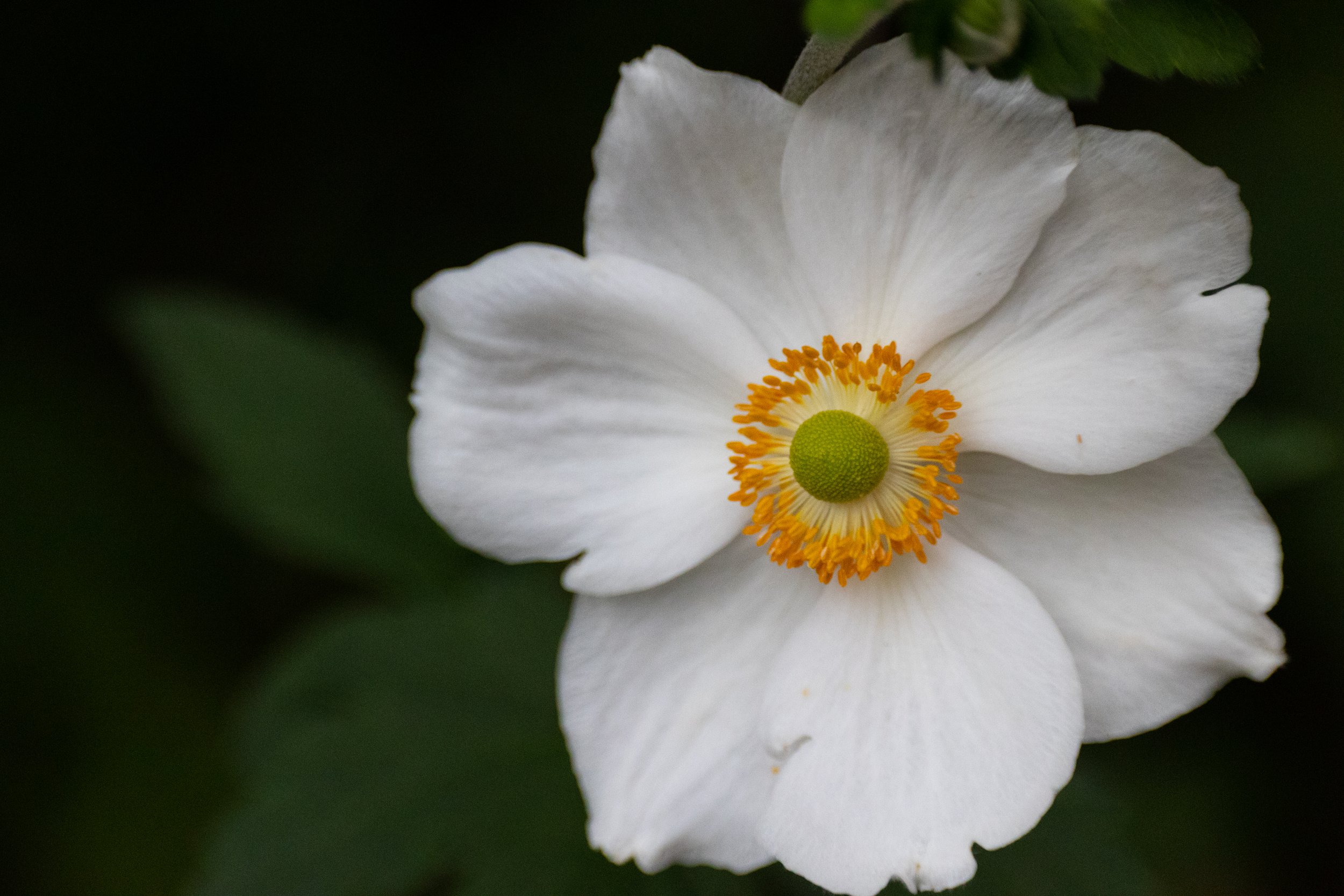 Close-up of a white flower with a green center and orange stamens, surrounded by green leaves.