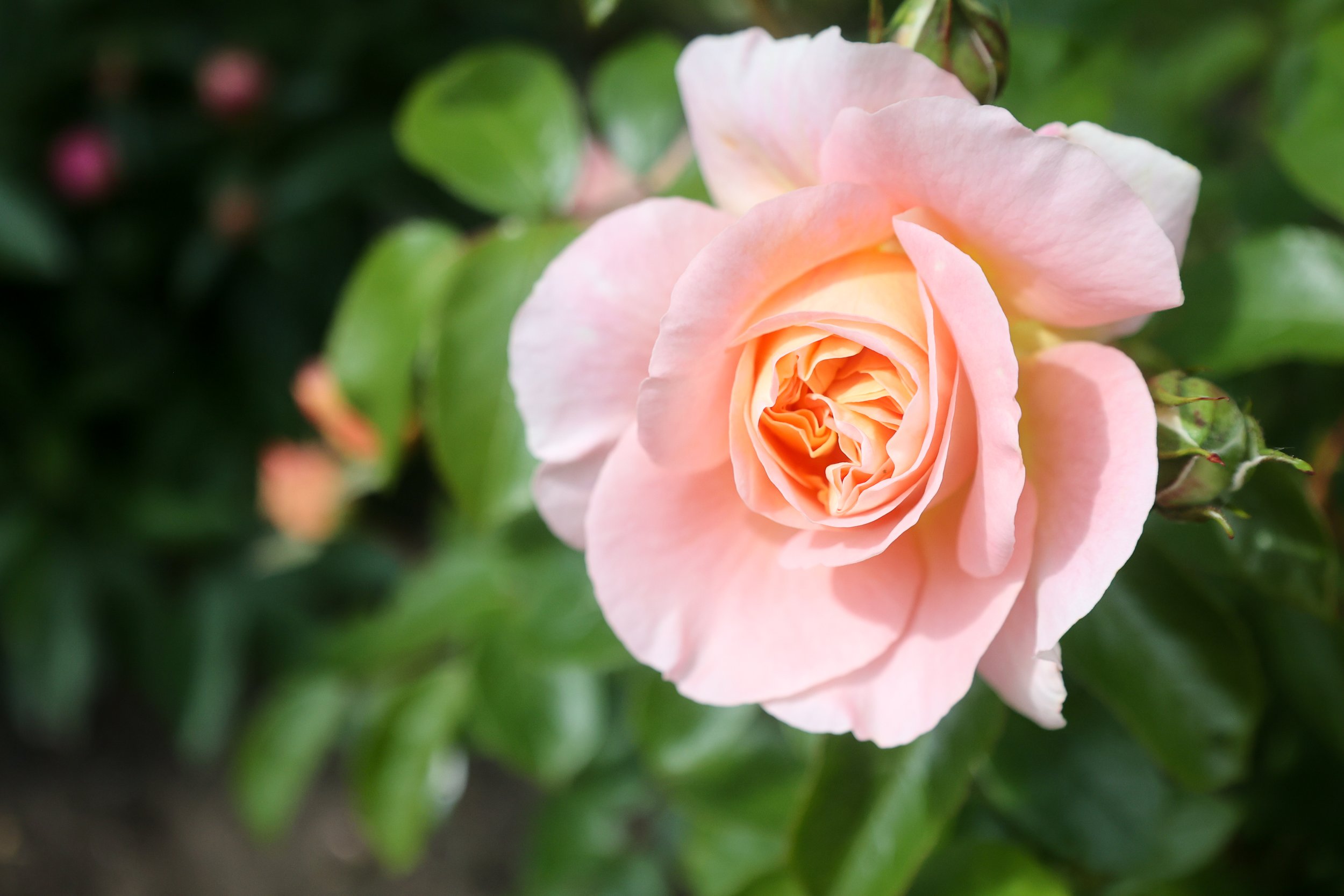 A close-up of a pink garden rose in full bloom surrounded by green leaves.